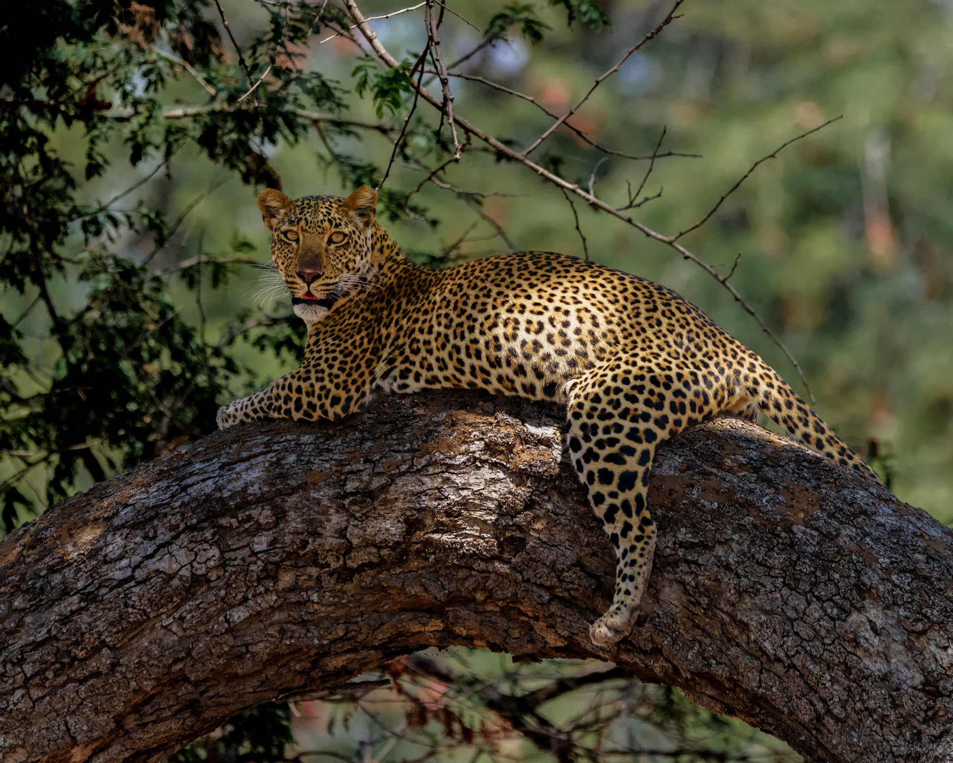 South Luangwa NP, Zambia