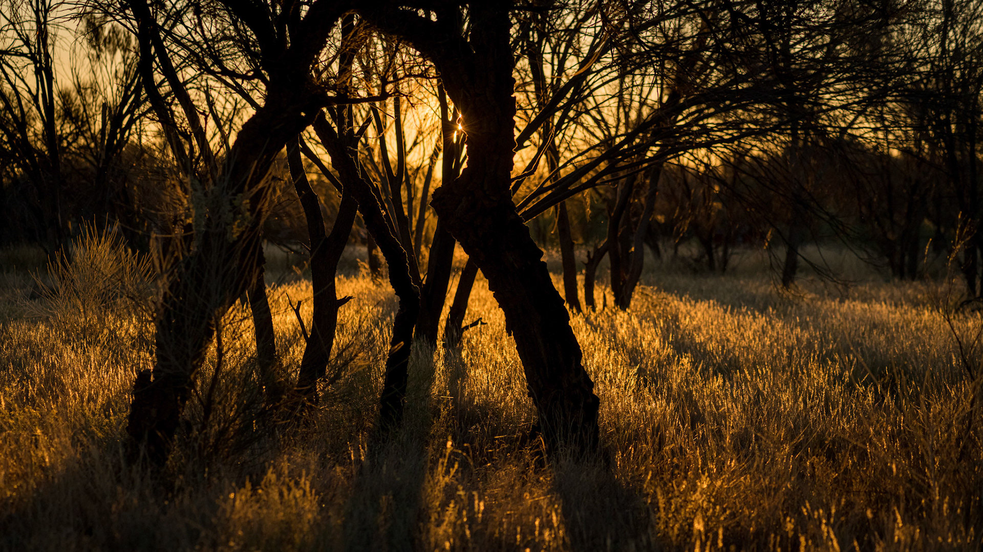 Roadside Camp, Stuart Highway