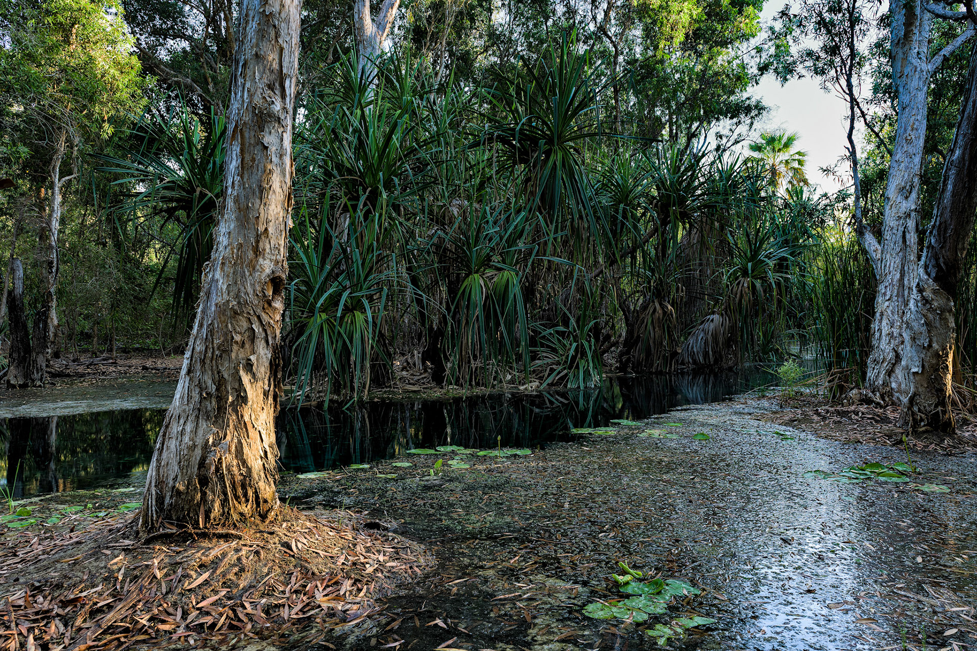 Title: Morning Swim between the Pandanus / Caption: An early morning swim at Bitter Springs, Mataranka, Northern Territory, Australia. The best time to enjoy the light and see the birds.