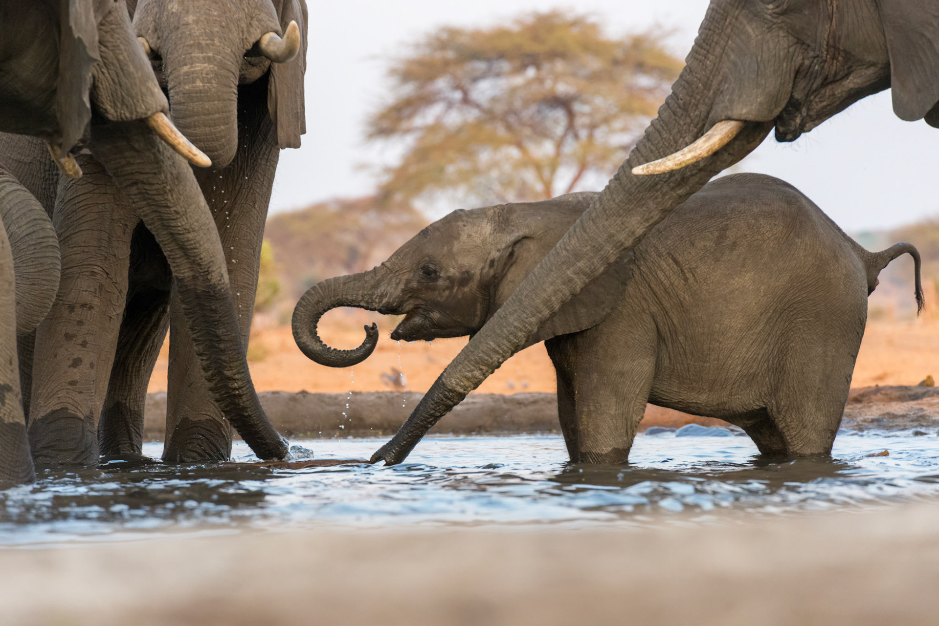 Senyati Safari Camp, Botswana