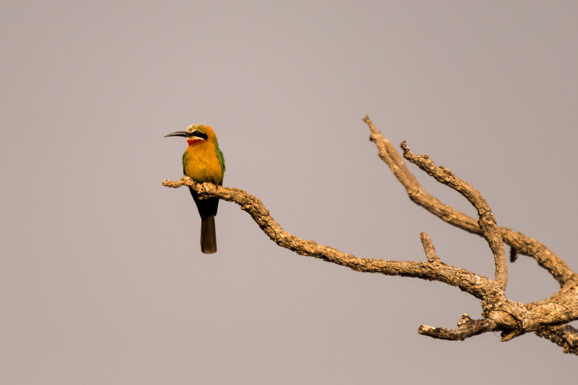 South Luangwa NP, Zambia
