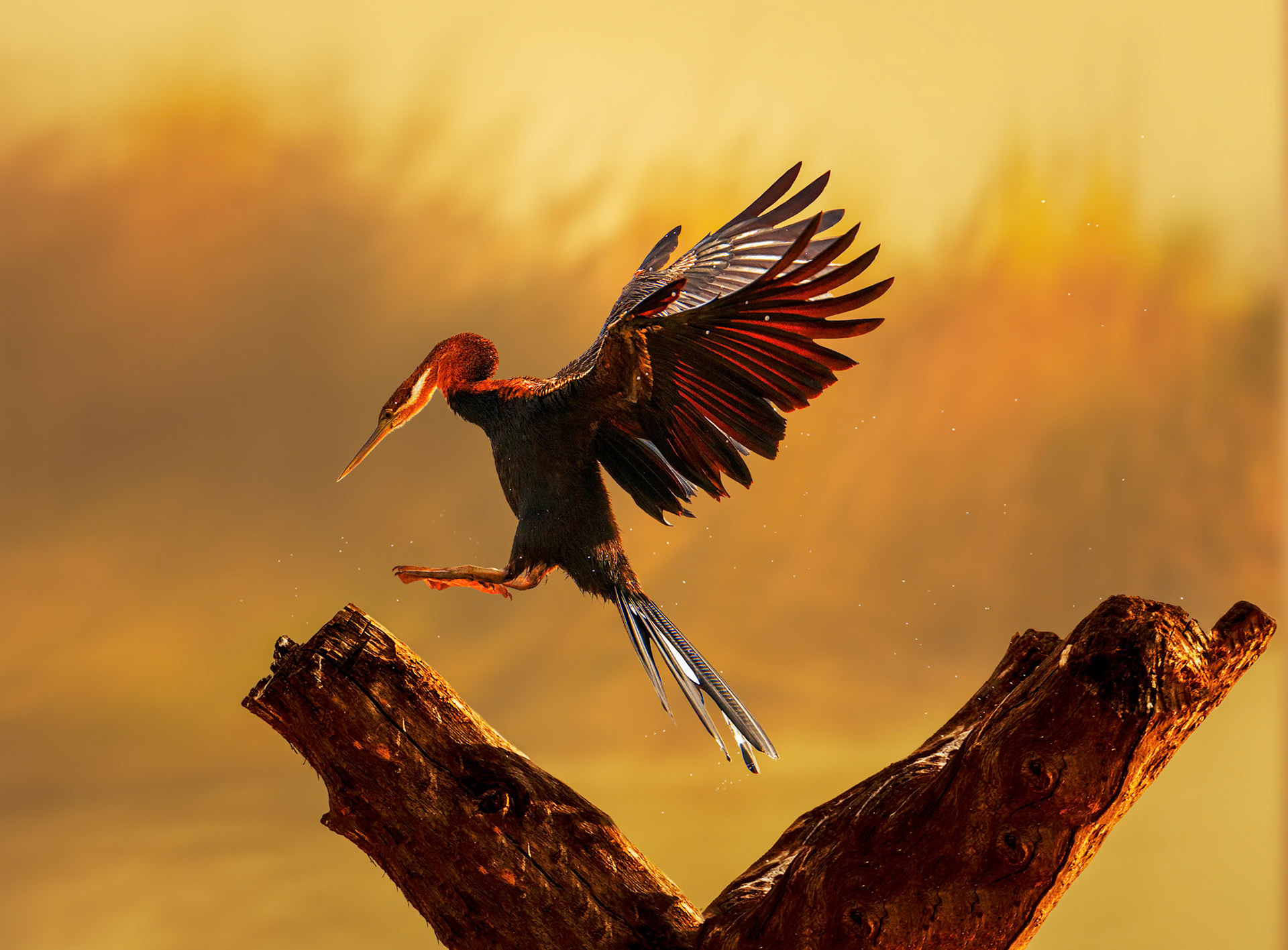 African Darter. Lake Baringo, Great Rift Valley, Kenya