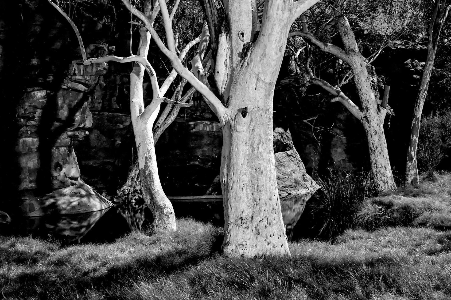 Moon Gums / This was taken under the light of the full moon at Durba Springs on the Canning Stock Route, Western Australia