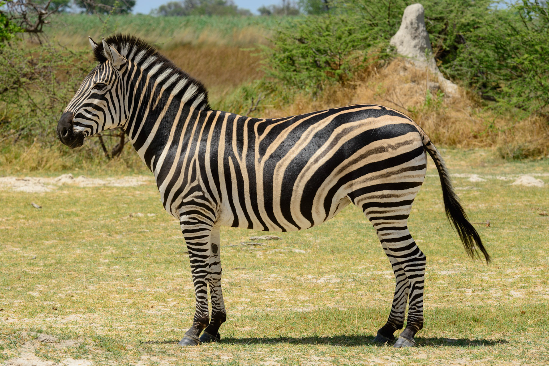 Moremi GR, Botswana