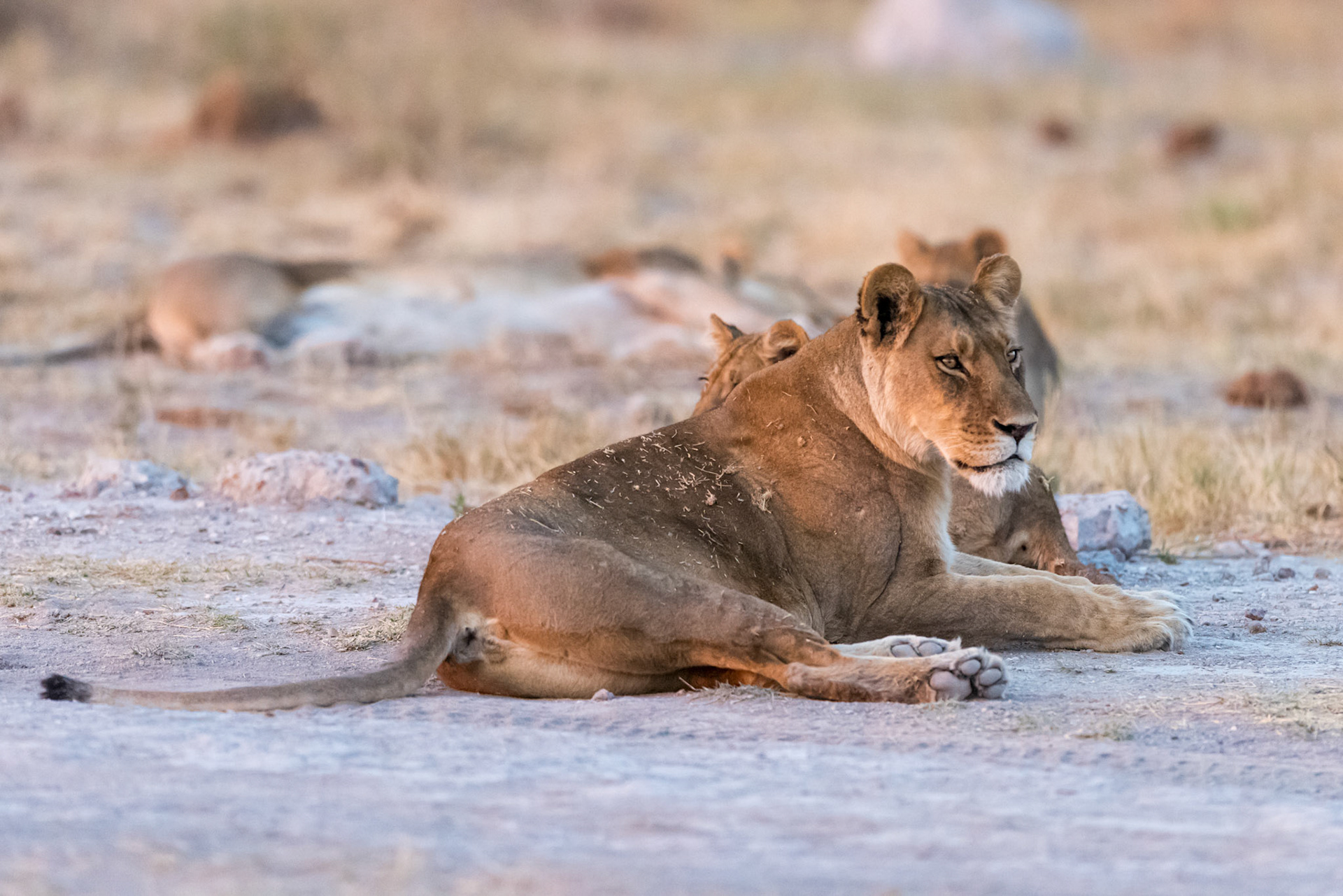 Gweta, Botswana