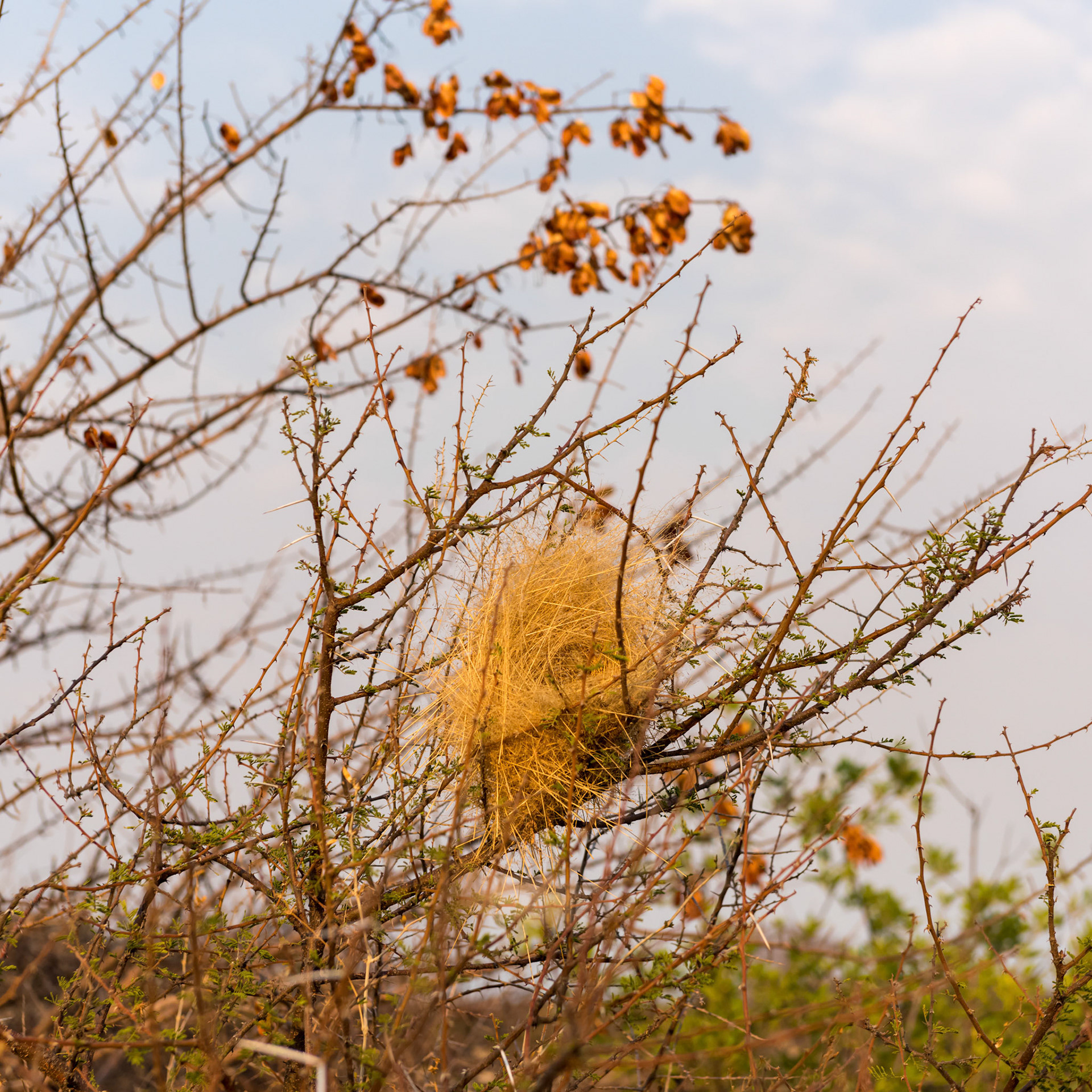 Kubu Island, Botswana