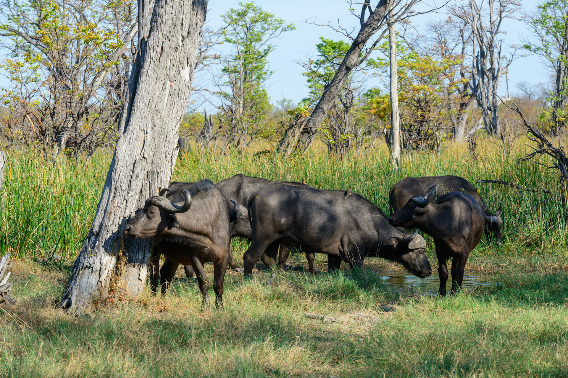 Moremi GR, Botswana