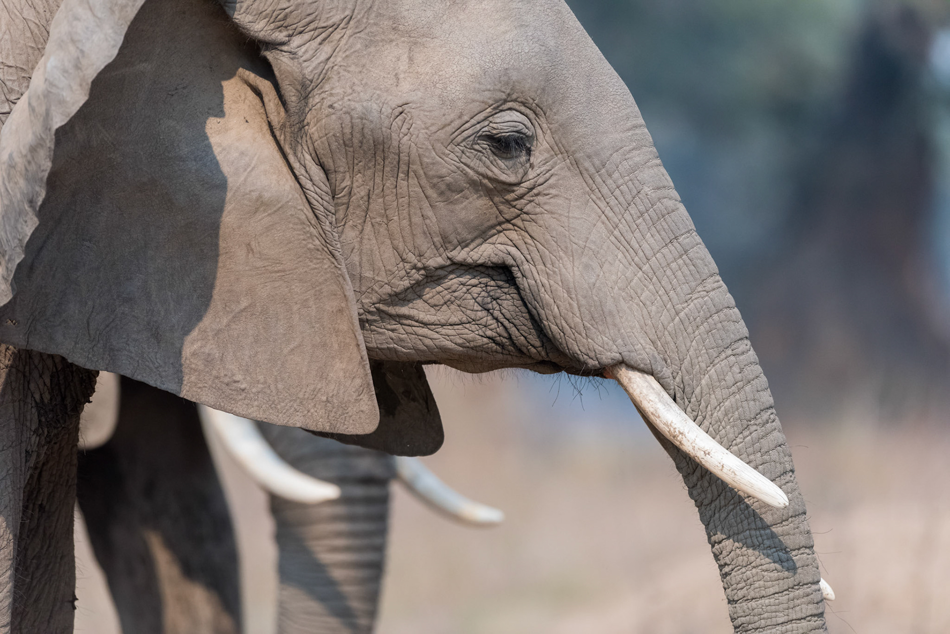 Mana Pools, Zimbabwe