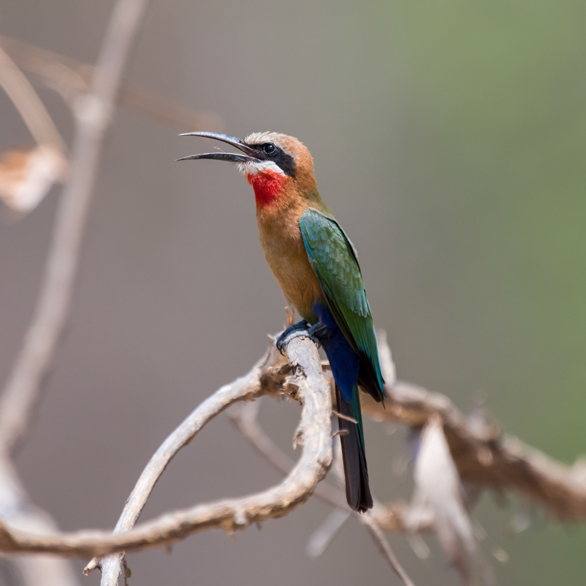 South Luangwa NP, Zambia