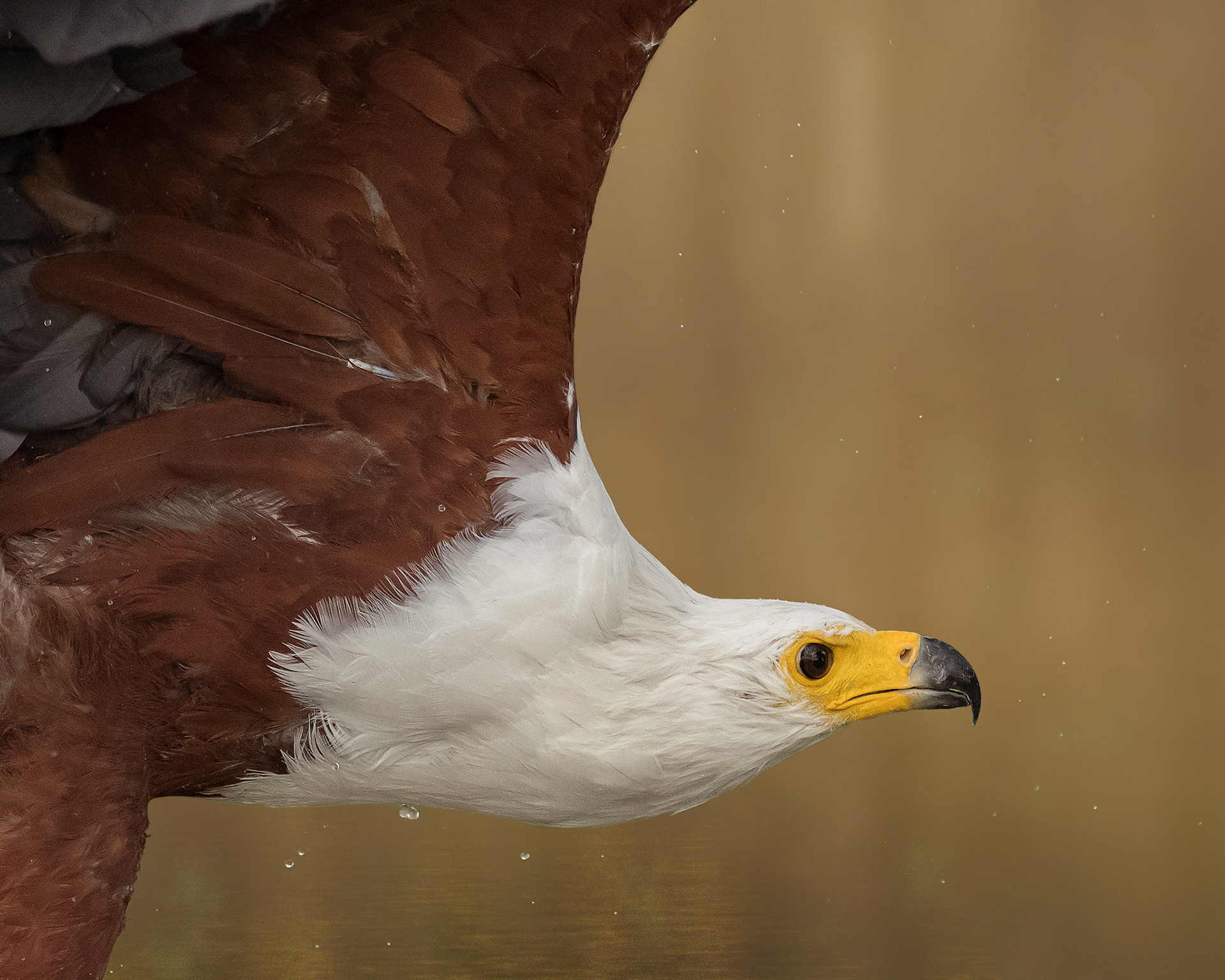 African Fish Eagle, Lake Baringo, Kenya