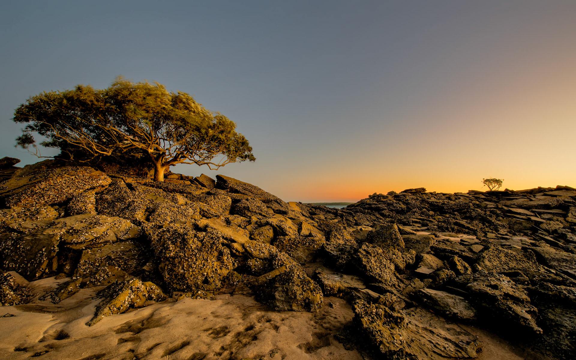 Mangrove Dawn /  Morning light at Gumbarnun, Kimberleys, Western Australia. Only the very top leaves of this mangrove tree are exposed at high tide.