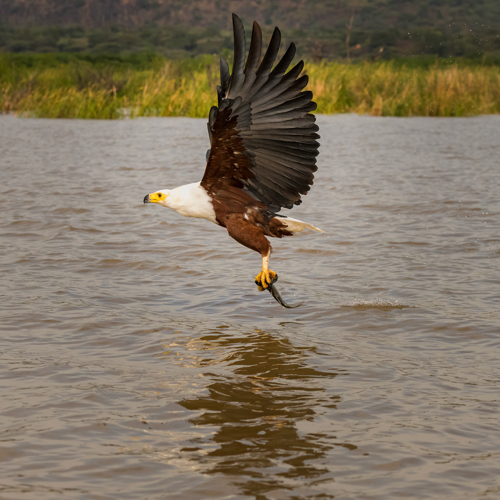 Amboseli, Kenya
