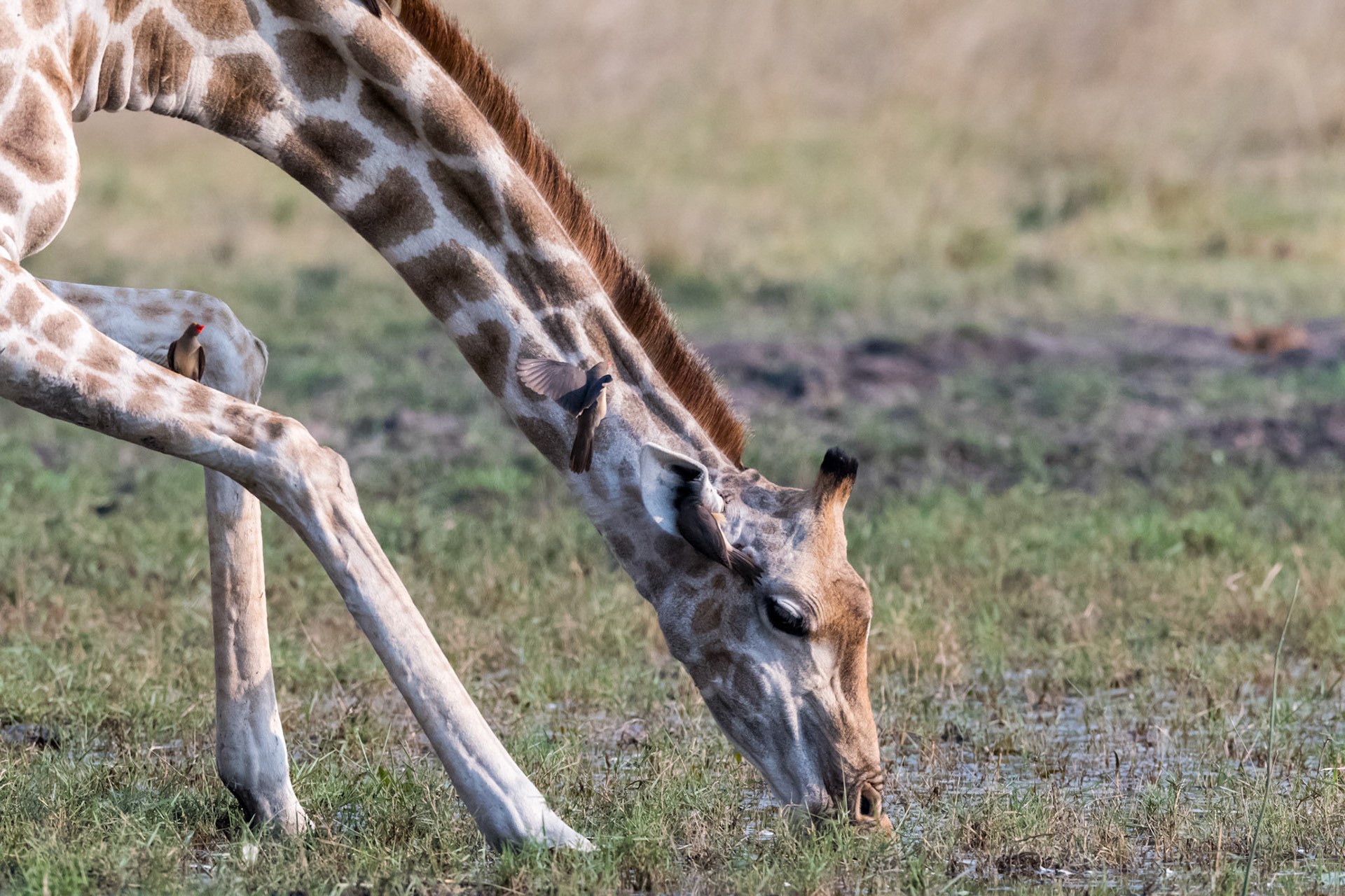 Moremi GR, Botswana