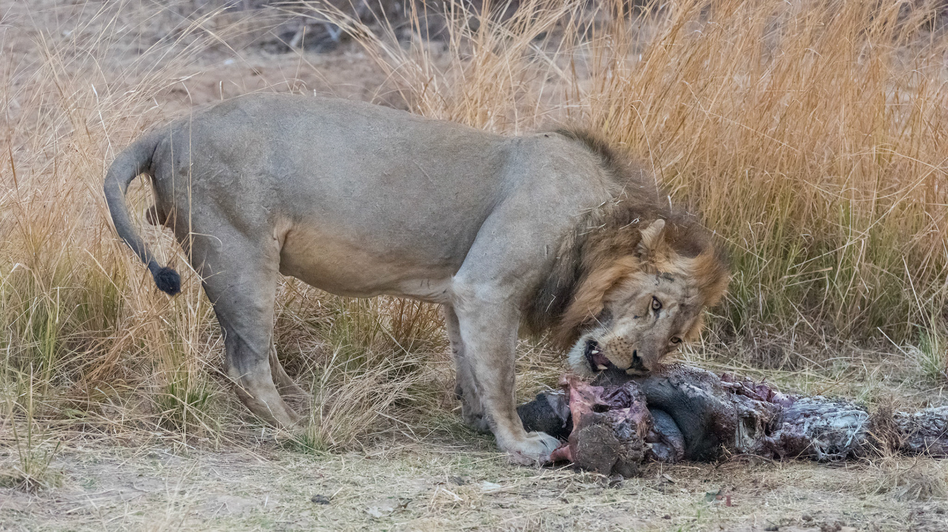 South Luangwa NP, Zambia