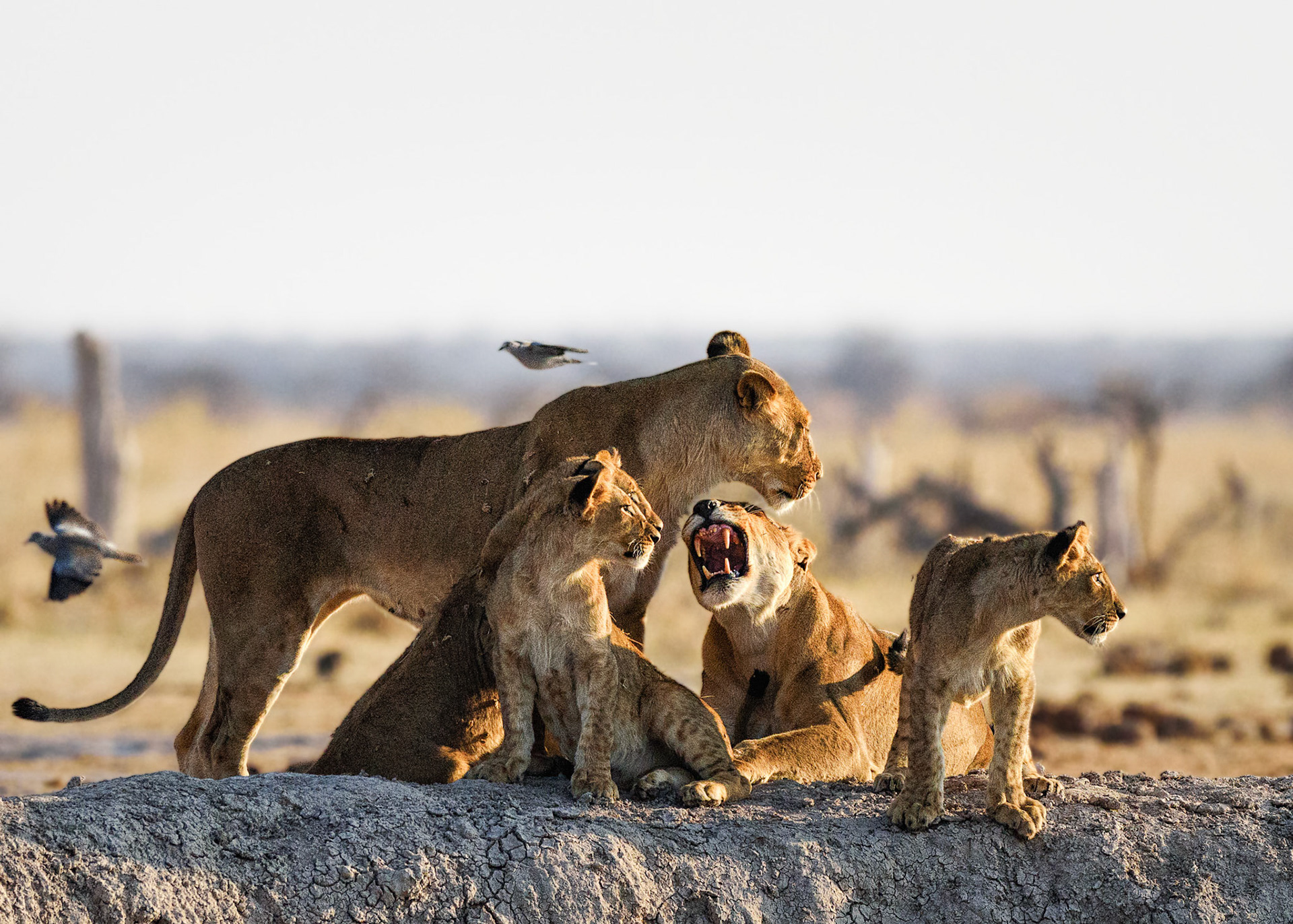 Gweta, Botswana
