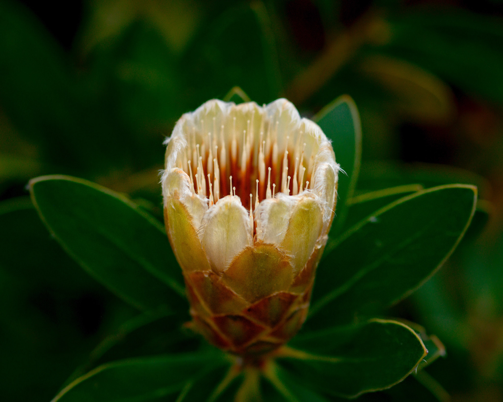 Cape Town Region, Western Cape, South Africa