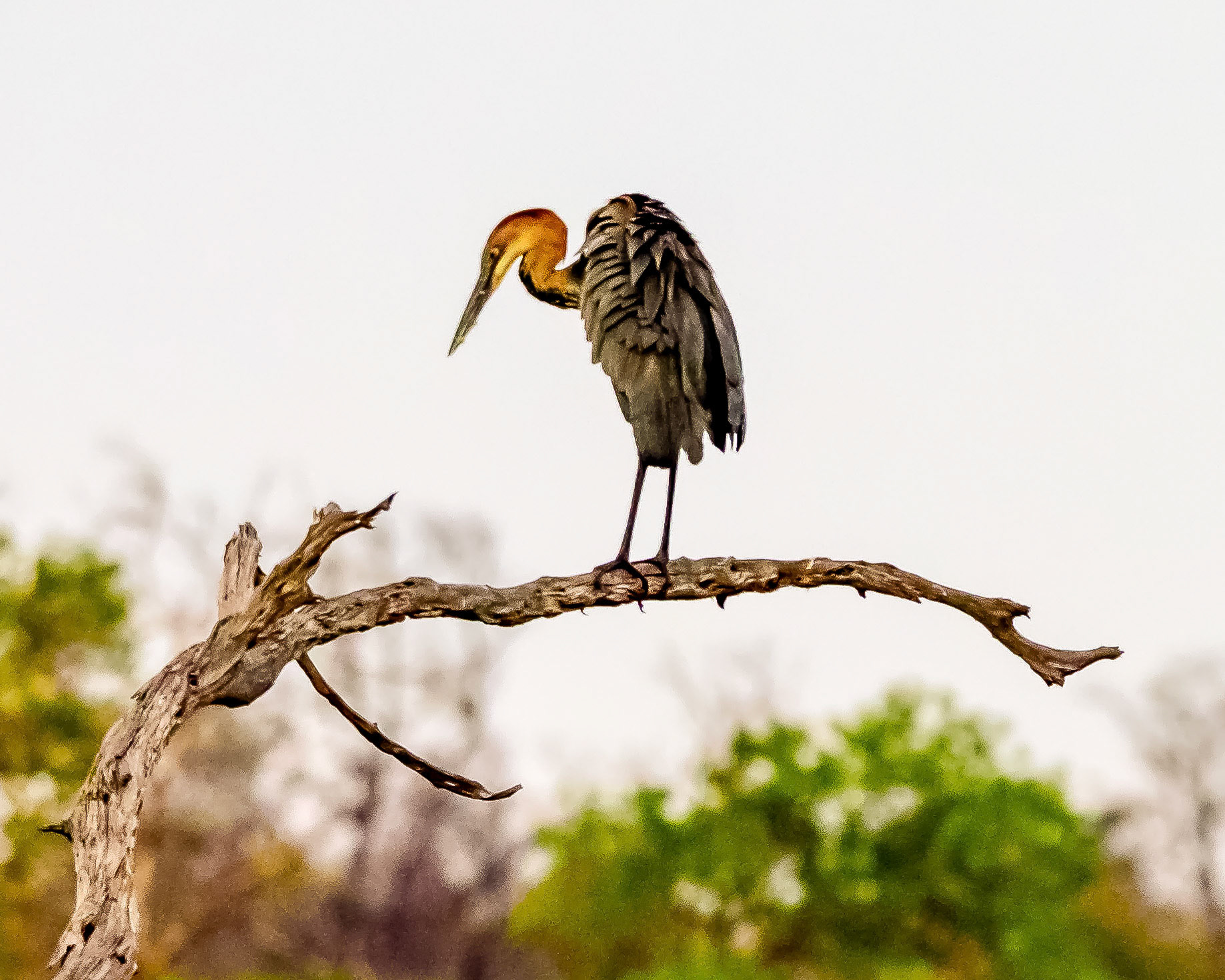 Moremi GR, Botswana