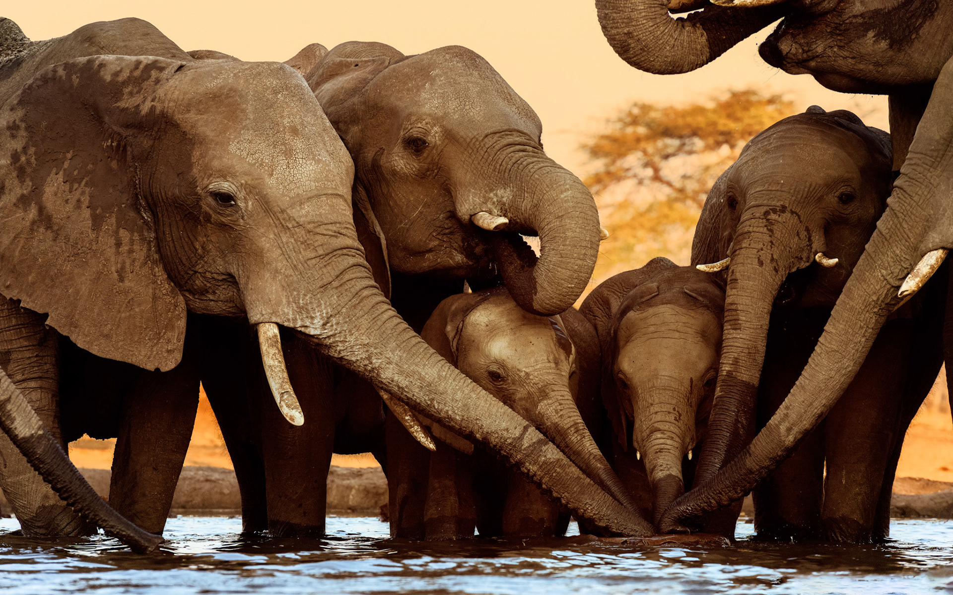 All in at Senyati Safari Camp, Botswana