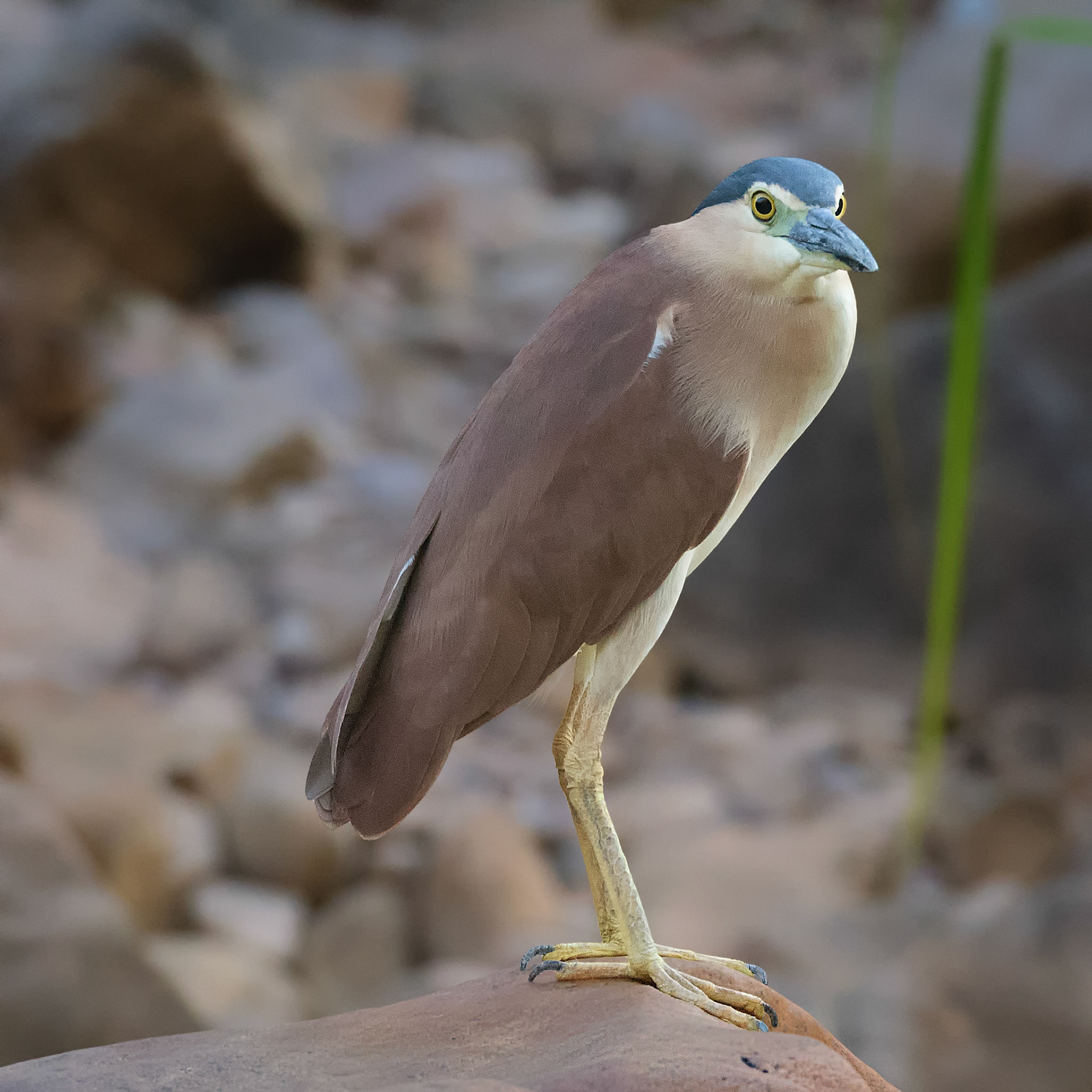 Title: Nankeen Night Heron / Caption: Waiting for dinner by Barramundi Creek in the Kakadu National Park, Northern territory, Australia. I poassed this chap on my way out to Maguk Falls one evening