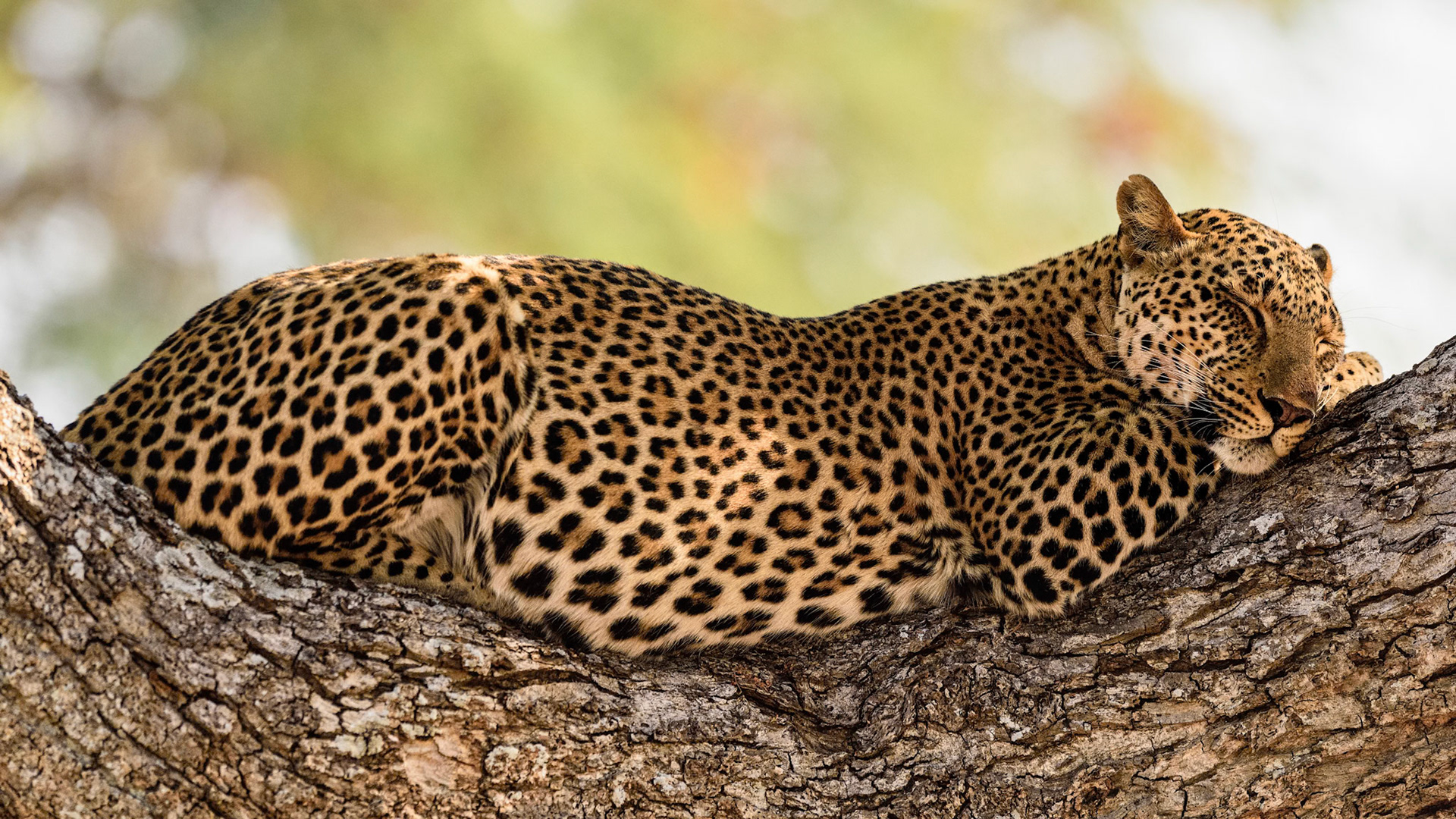 South Luangwa NP, Zambia