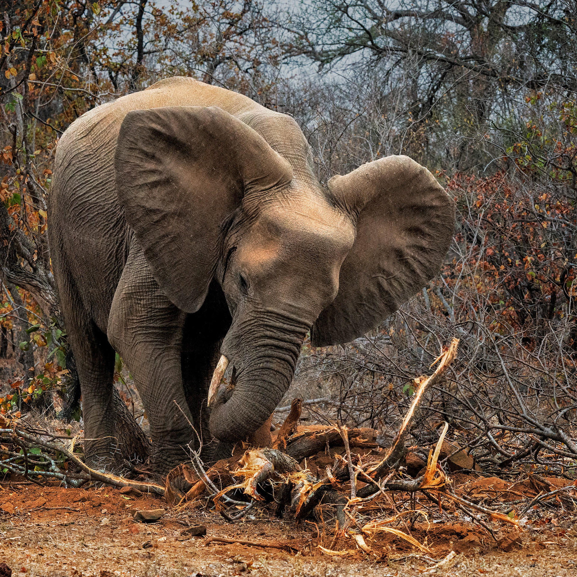 Kruger NP, Limpopo, South Africa