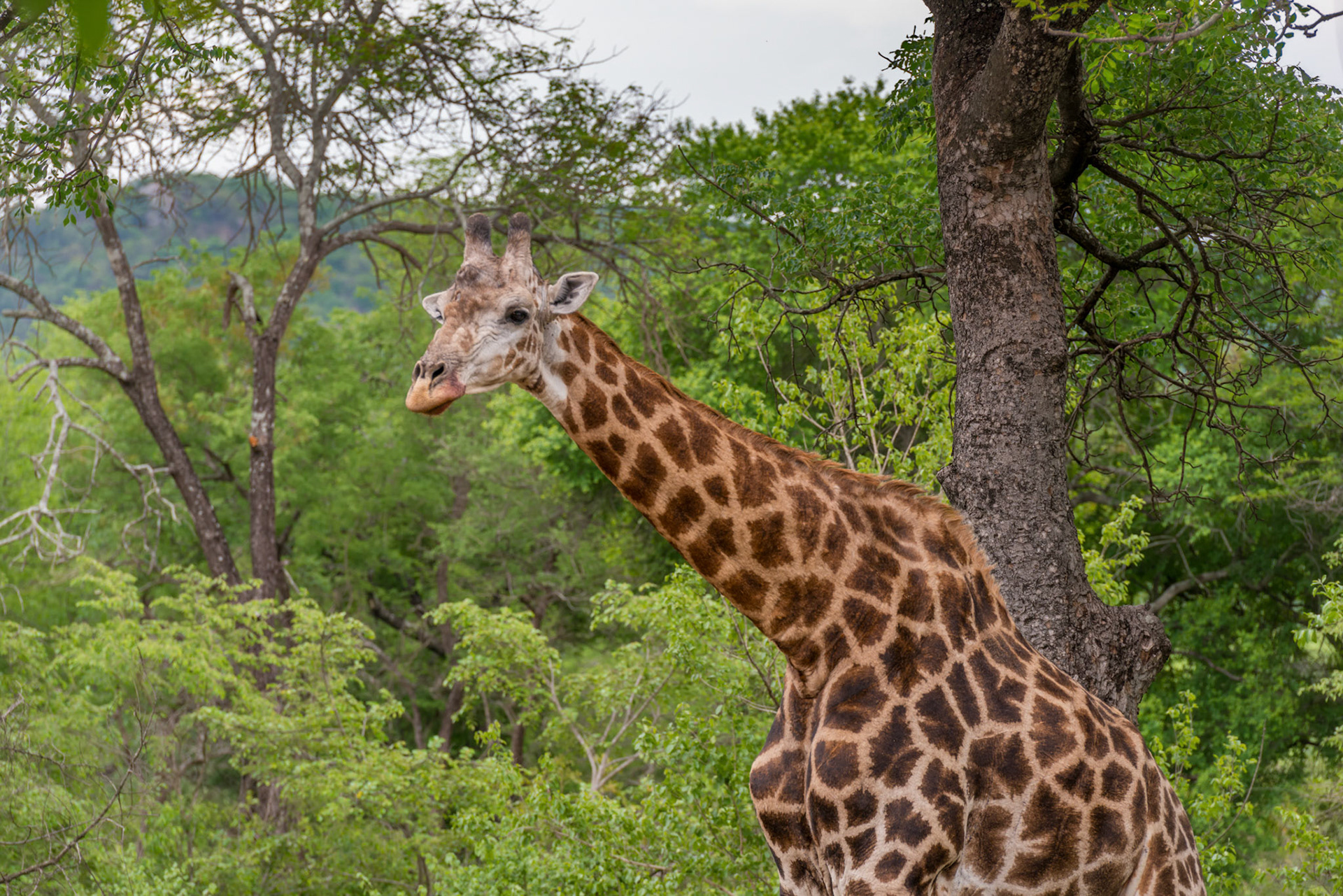 Mbuluzi NP, Lebombo Conservancy, Swaziland
