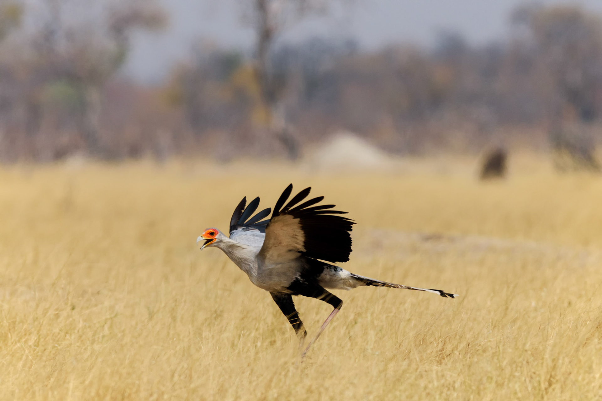 HwangeNP, Zimbabwe