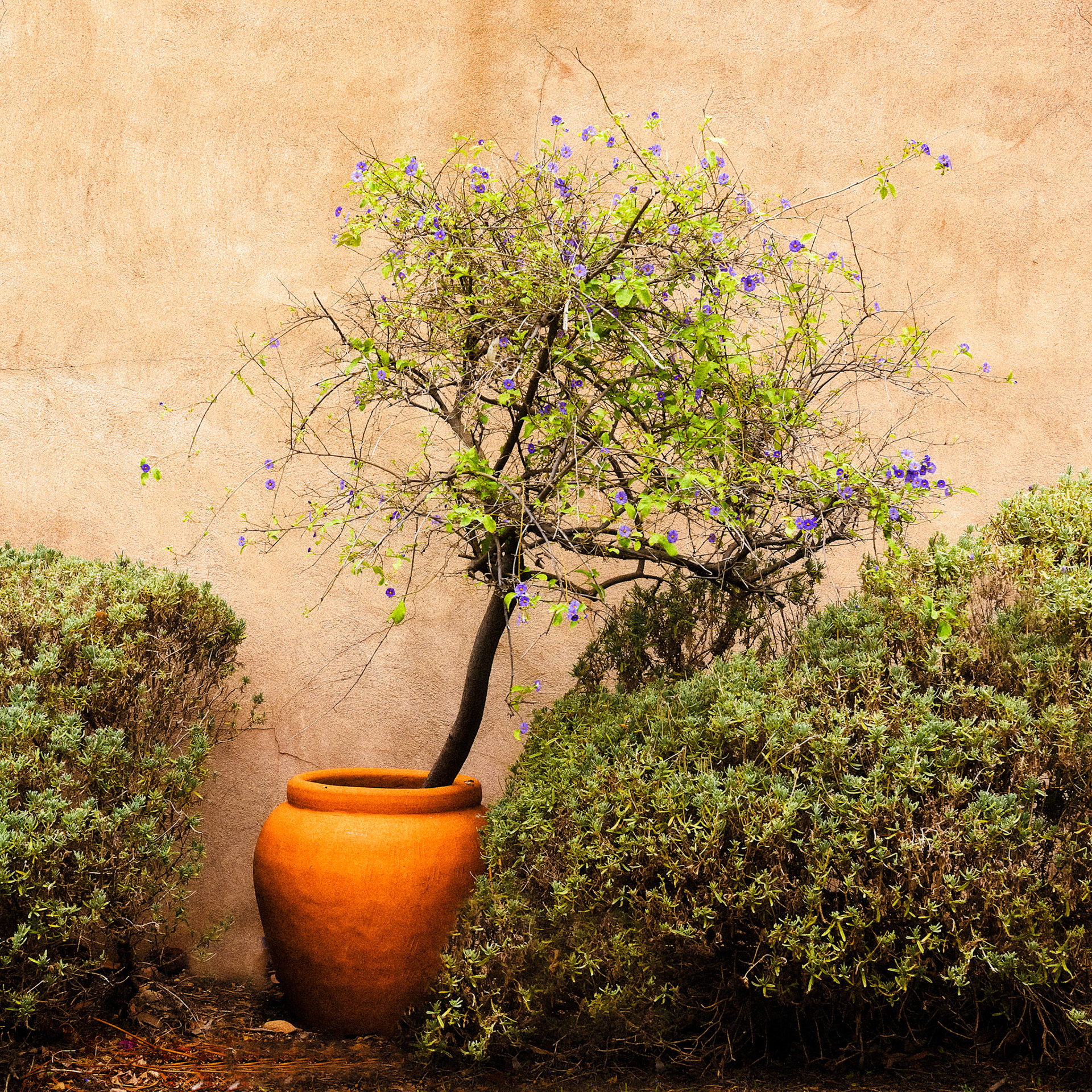 Title: Sun Trap / Caption: Wandering around the garden of this small vineyard in McLaren Vale I came across this corner where the warmth of the sun is held for a while by the stone wall and earthenware pot.