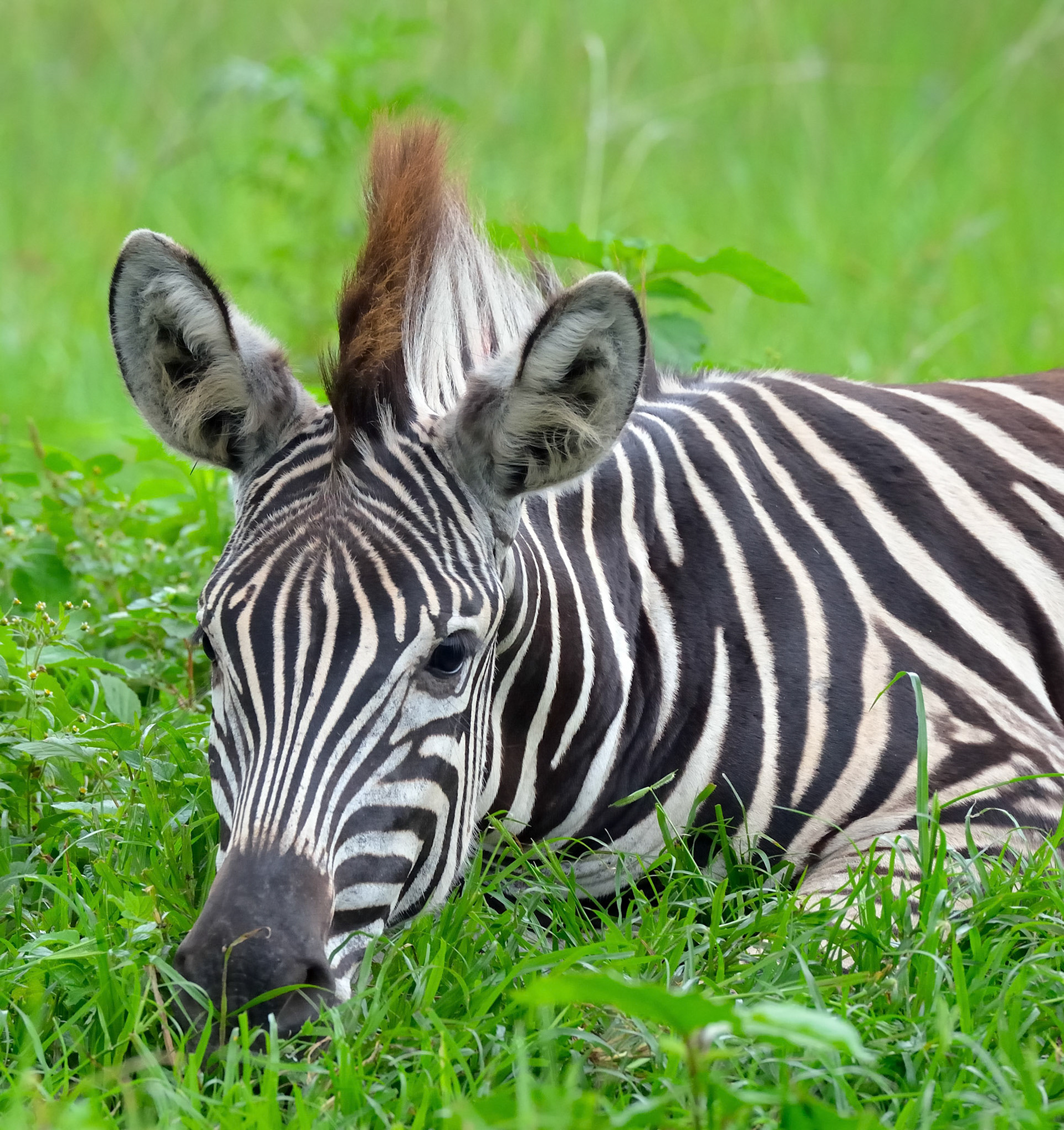 Nagle Dam Nature Reserve, Zululand