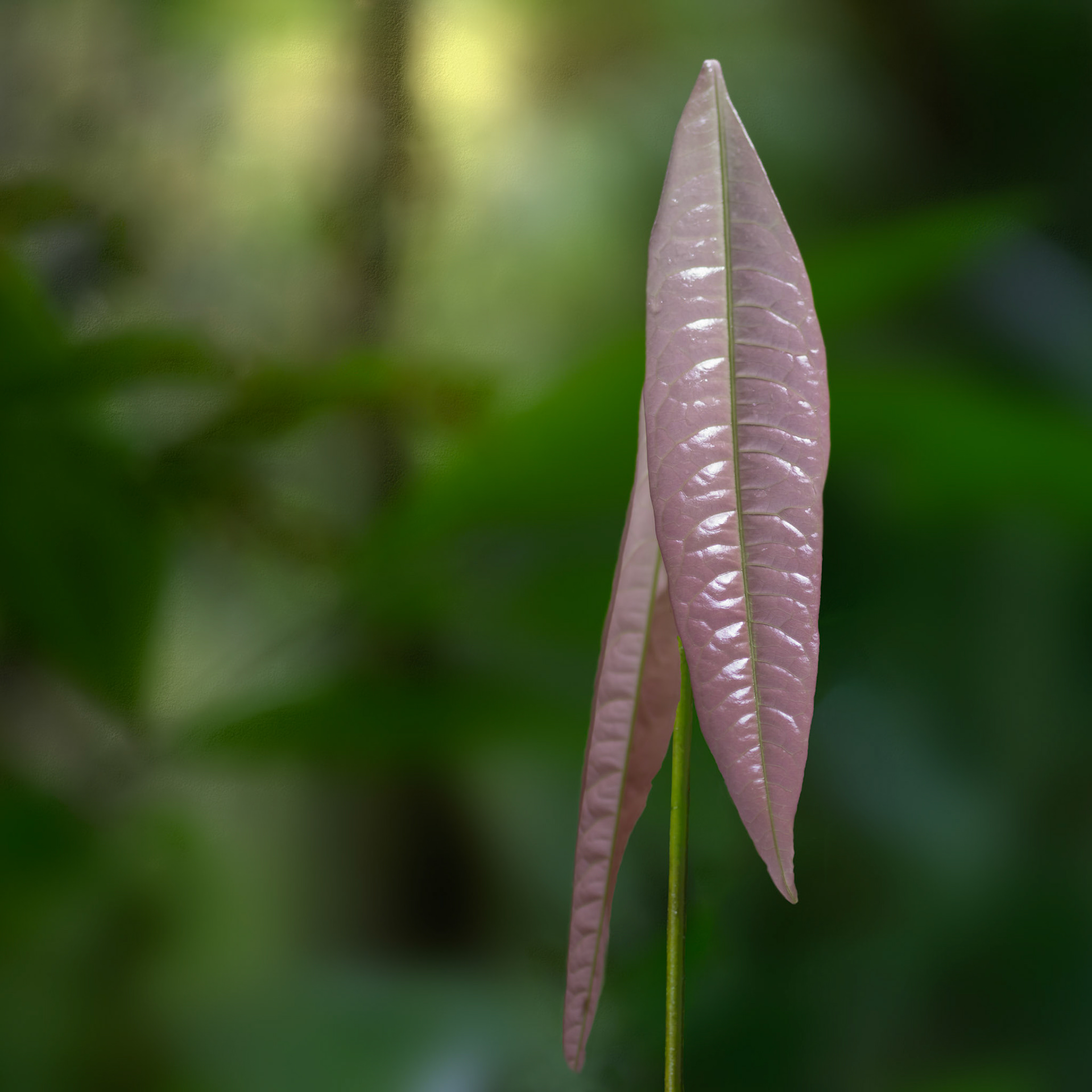 Rainforest, Queensland, Australia