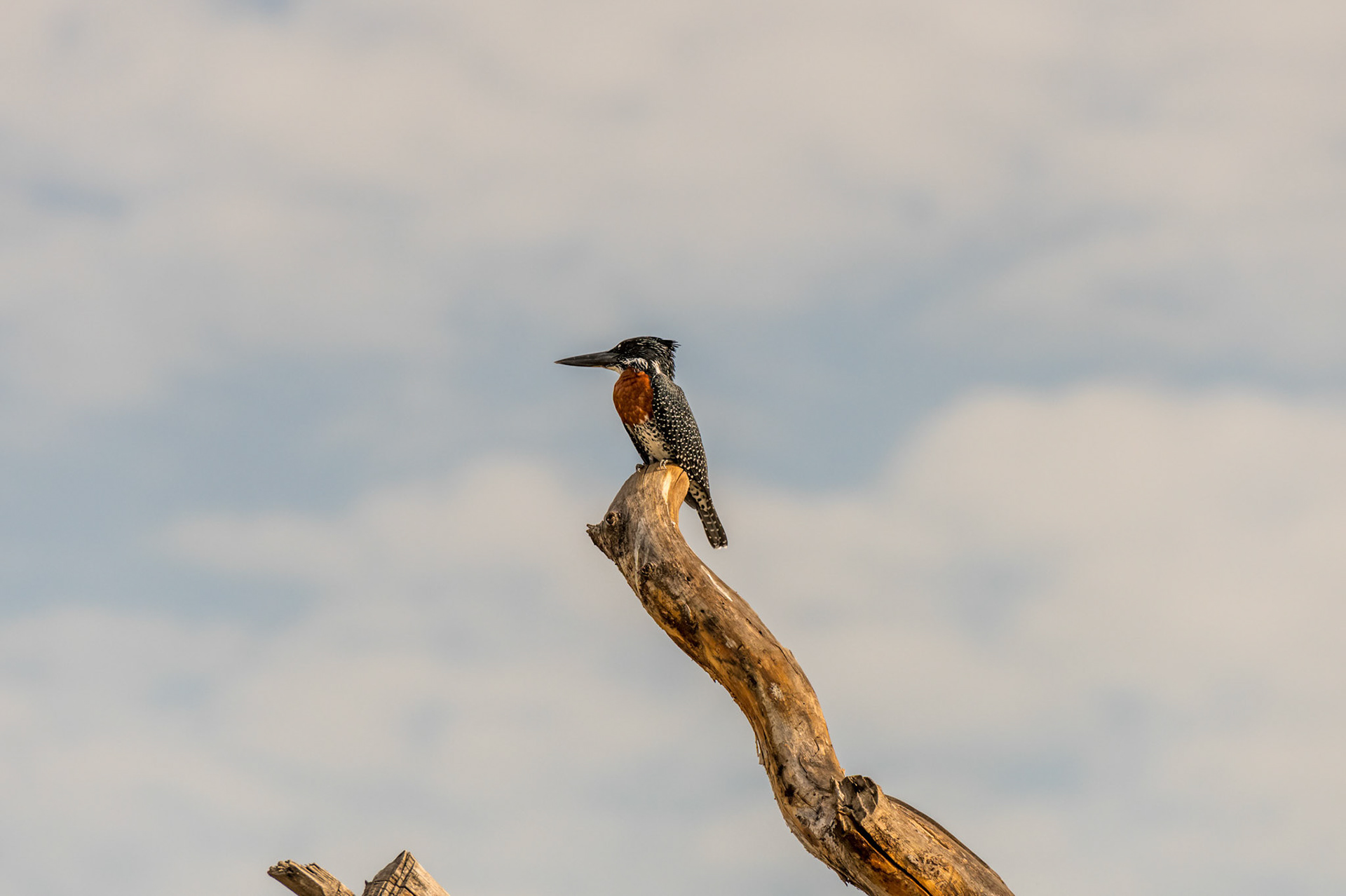 Amboseli, Kenya
