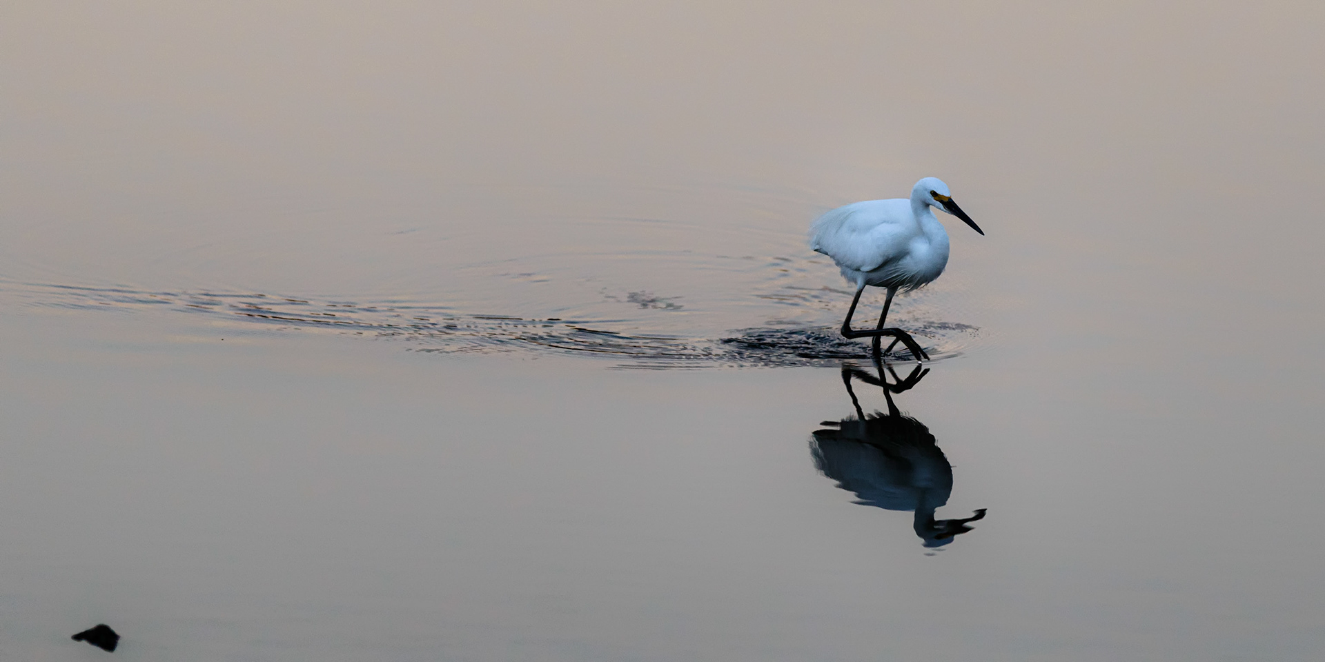 Water Trail /  An egret threads iits way through crocodile infested waters at Telegraph Pools, Kimberleys, Western Australia