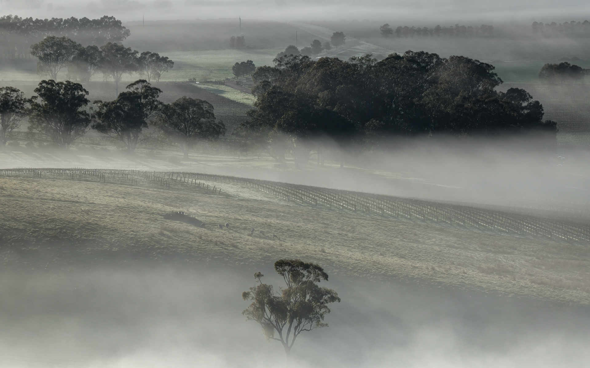Misty Morning in Clare Valley