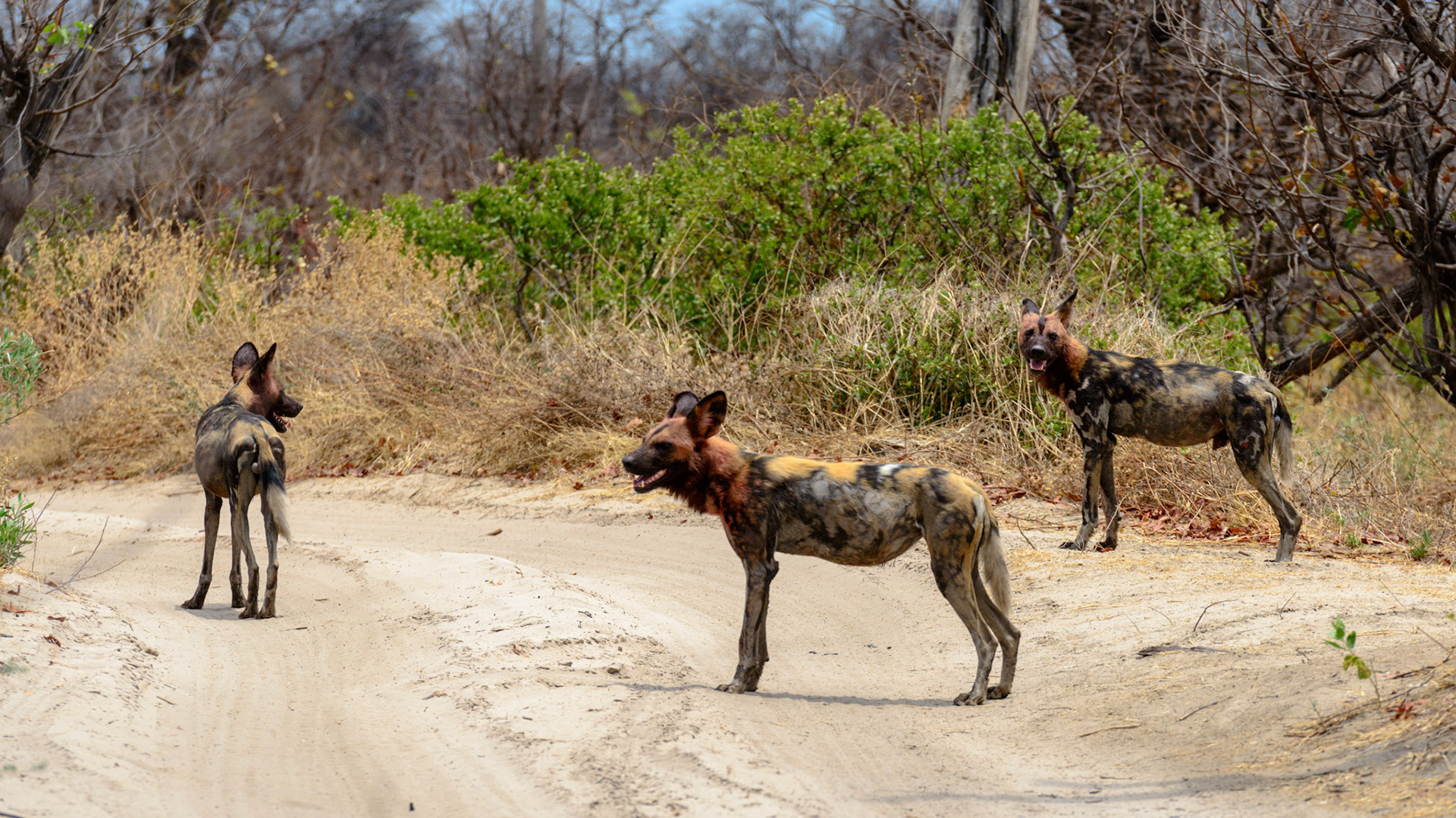 Moremi GR, Botswana