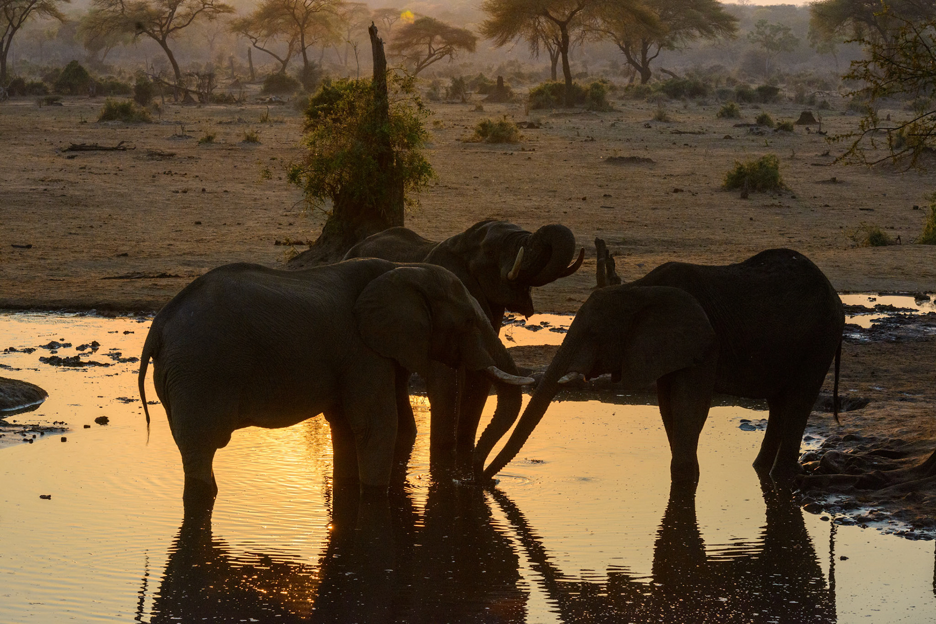 Senyati Safari Camp, Botswana