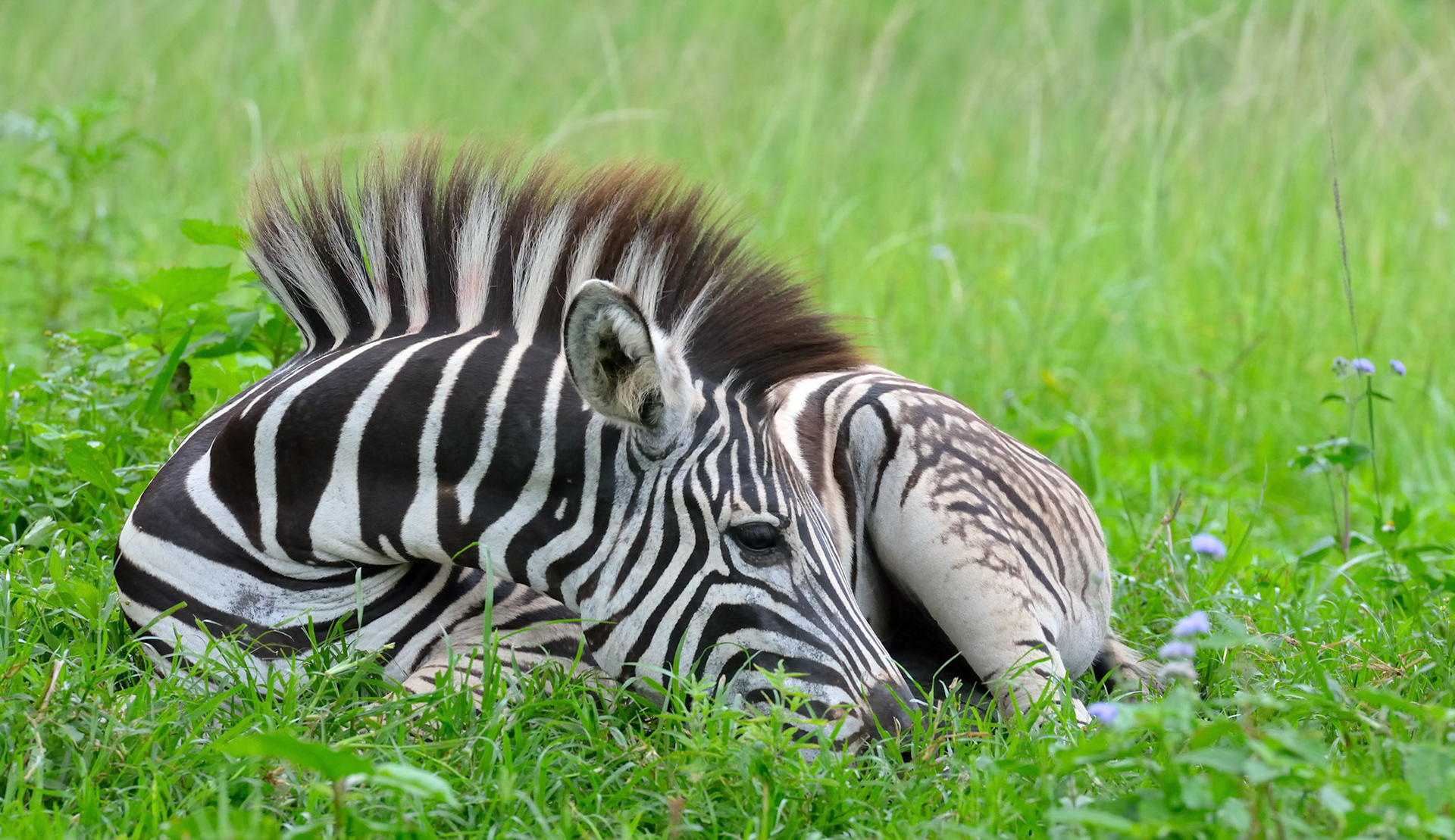 Nagle Dam Nature Reserve, Zululand
