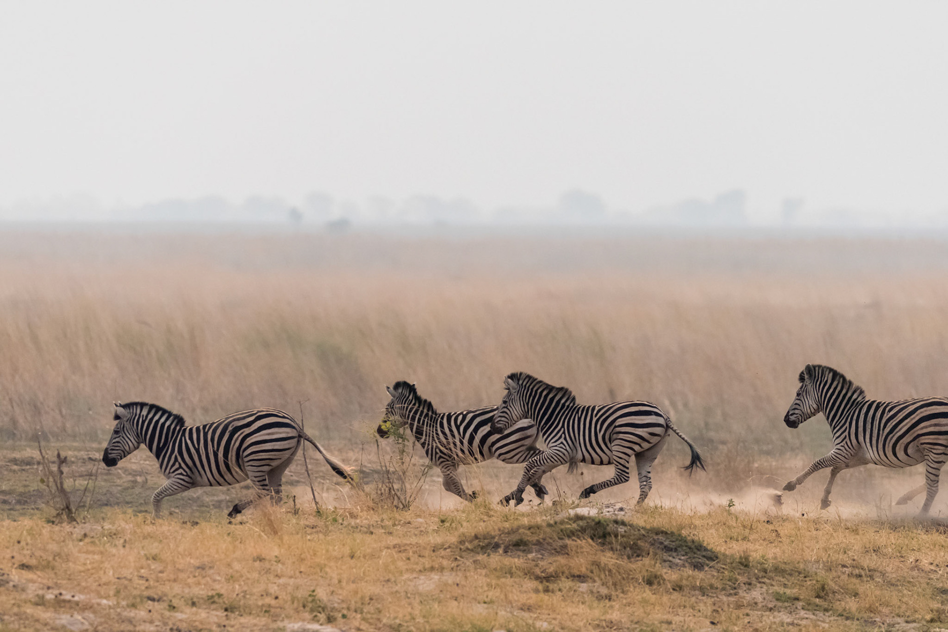 Linyanti River Floodplain, Botswana