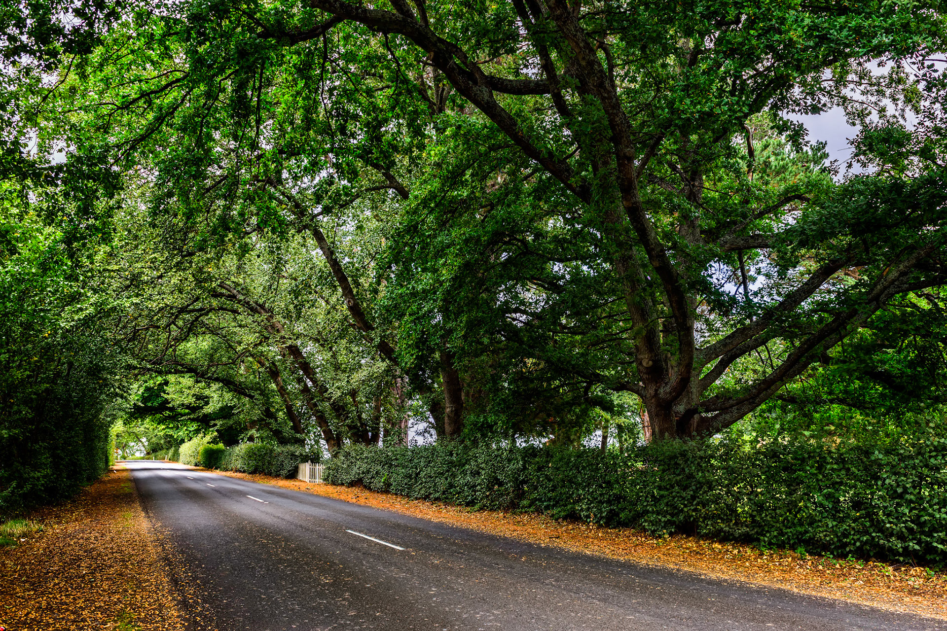 Avenue of Oaks / A lovely arch of these heritage listed Oak Trees. I found a place to park as soon as I found this stretch of road near Longford in Tasmania. I hoped to revisit it in the Autumn when the leaves were turning but I was a bit early and missed it.