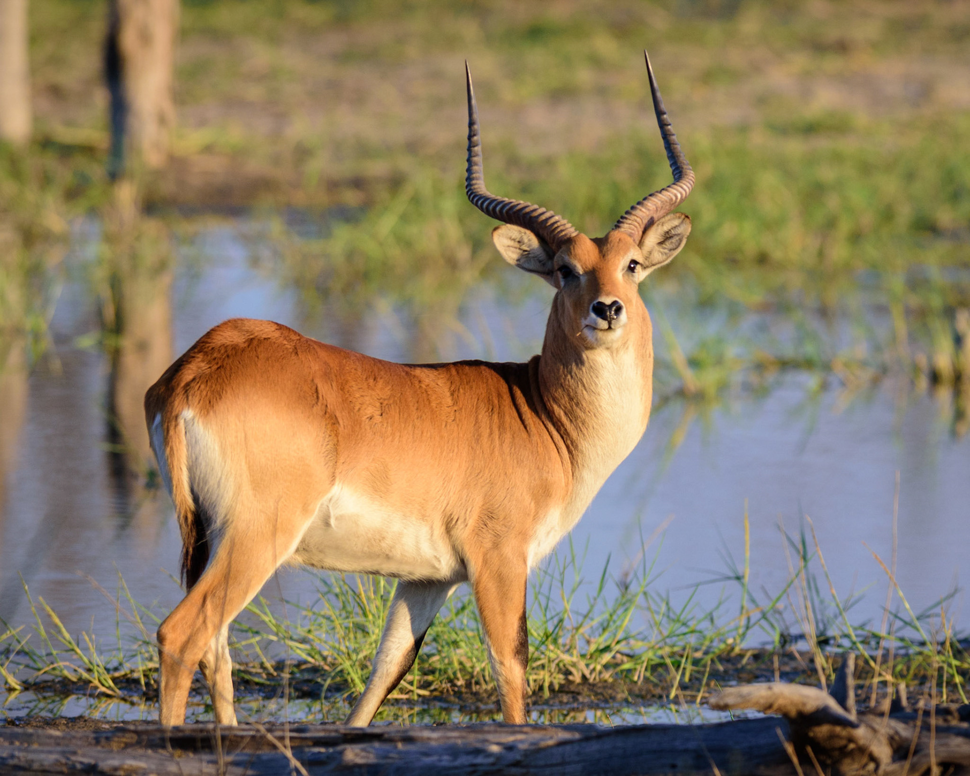 Moremi GR, Botswana