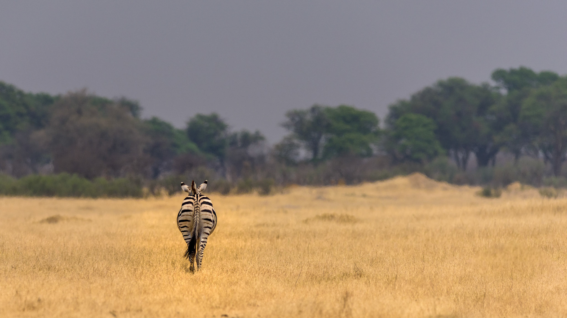 HwangeNP, Zimbabwe