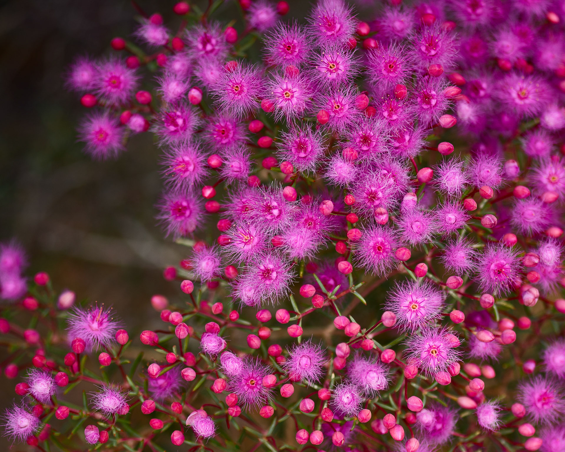 Kalbarri National Park, Western Australia