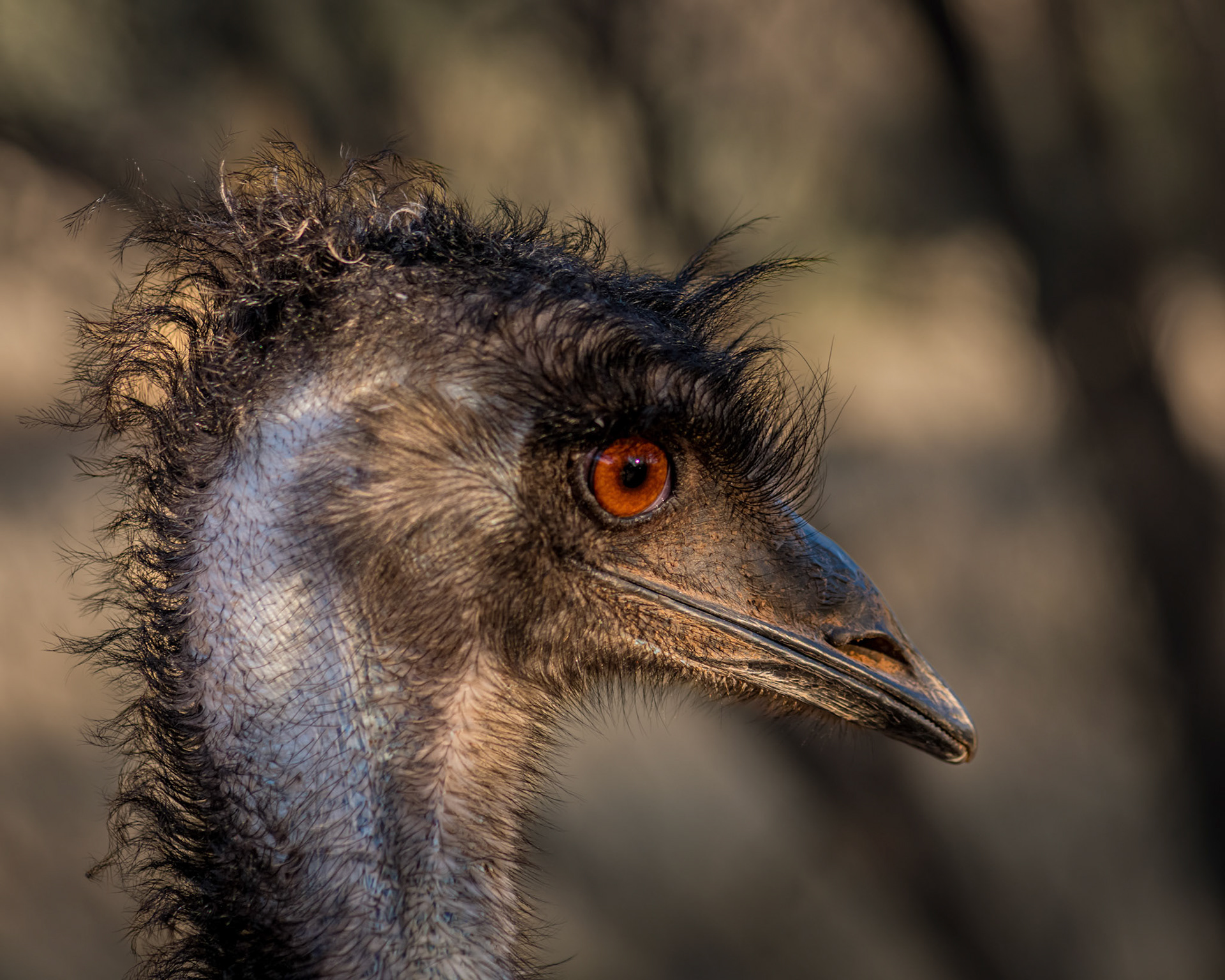 Portrait of an Emu