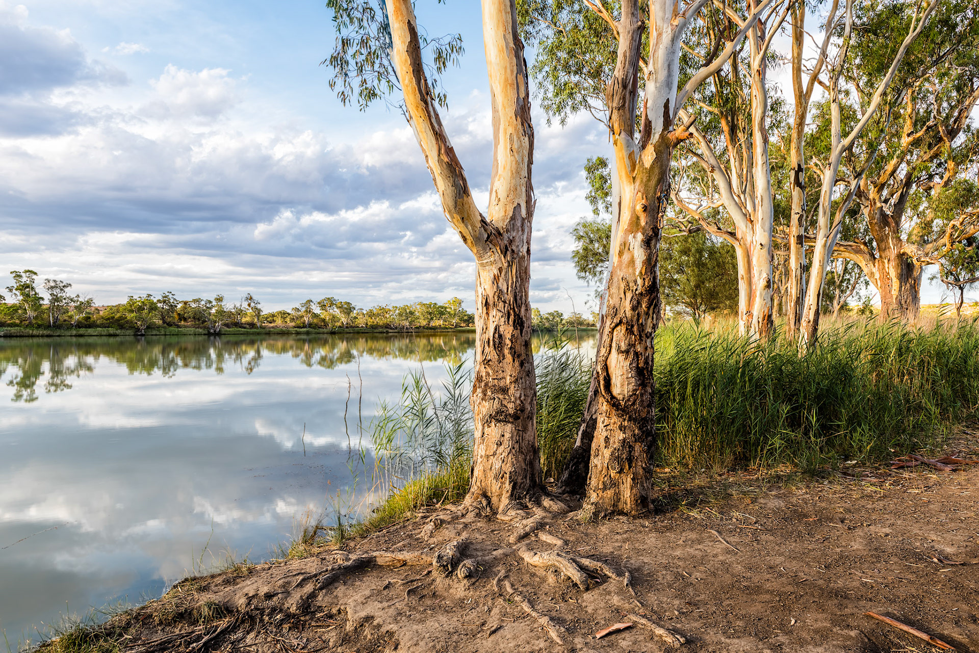 Title: Morning Light on the Murray River / Caption: Just a lovely spot to camp under the trees on hot summer days. I went swimming here and found the current to very strong as I swam further out into the middle of the river. Not far from here are large cliff banks that follow the bends in the river.
