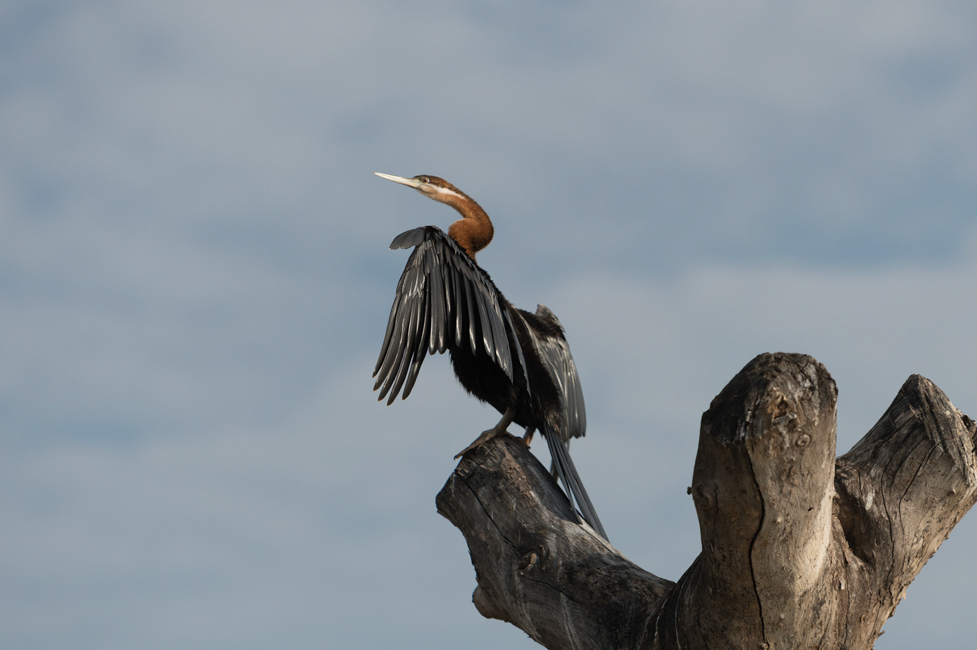 Amboseli, Kenya