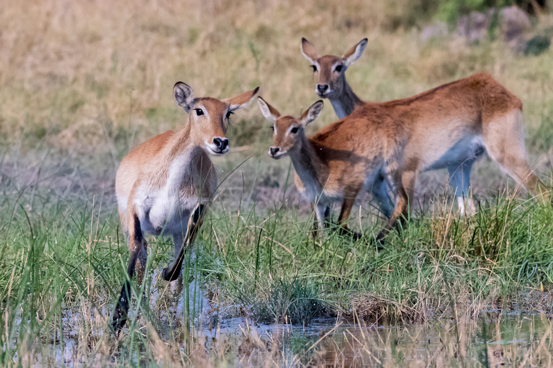 Moremi GR, Botswana