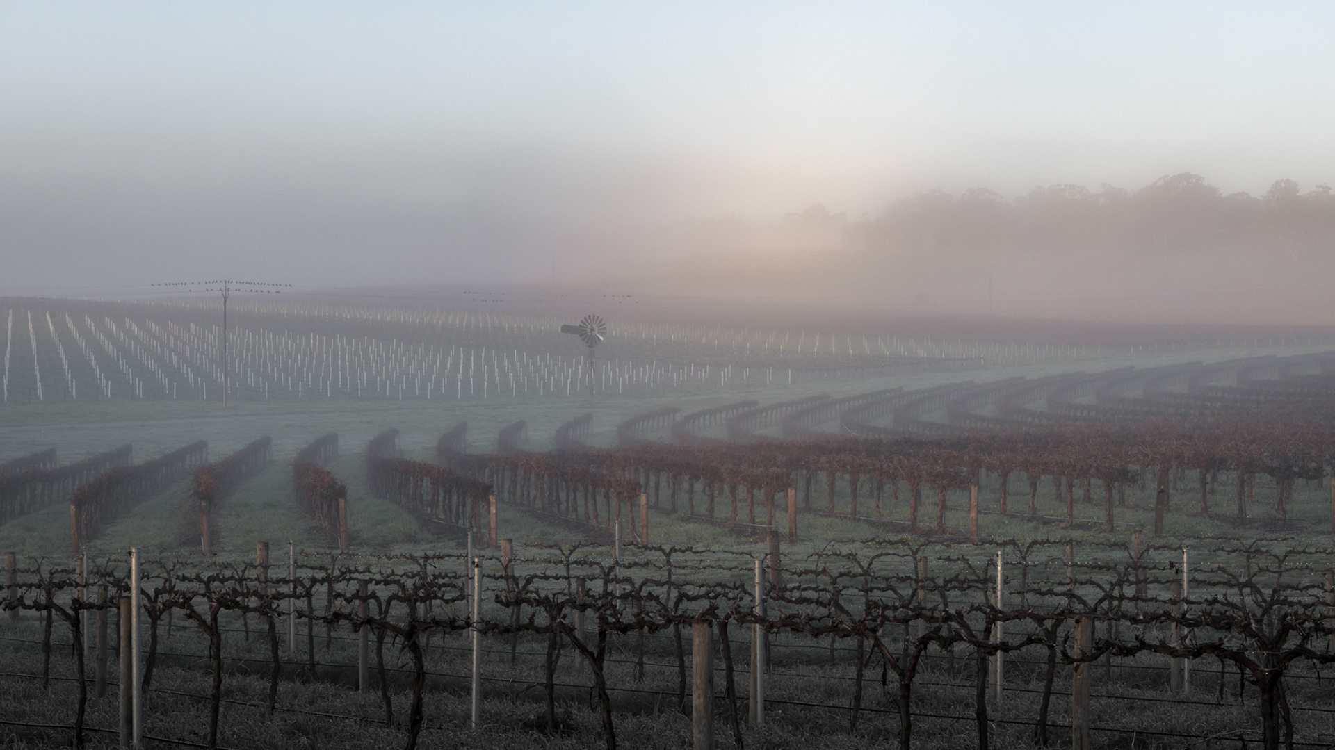 Hill River Vineyard 6