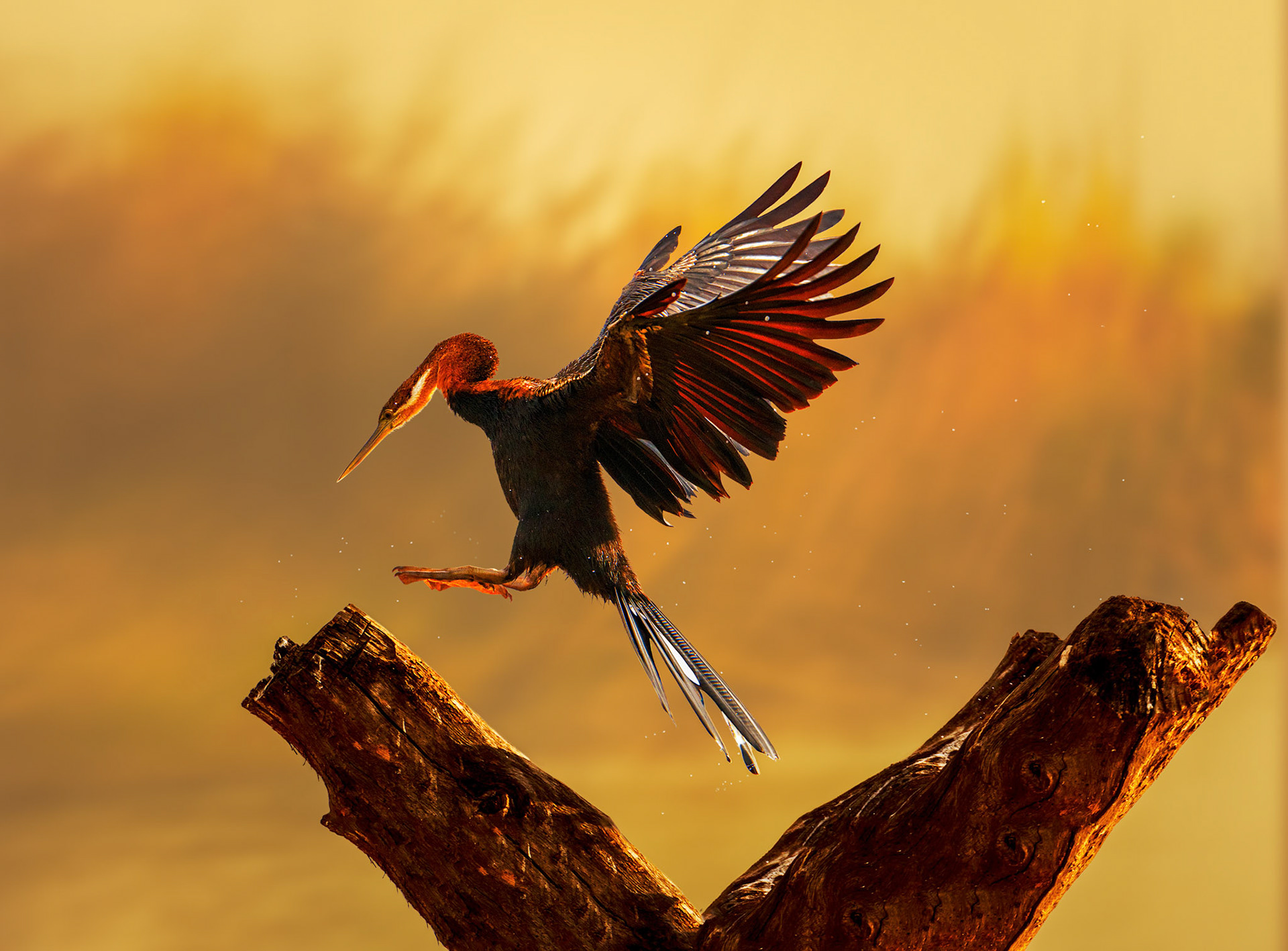 African Darter. Lake Baringo, Great Rift Valley, Kenya