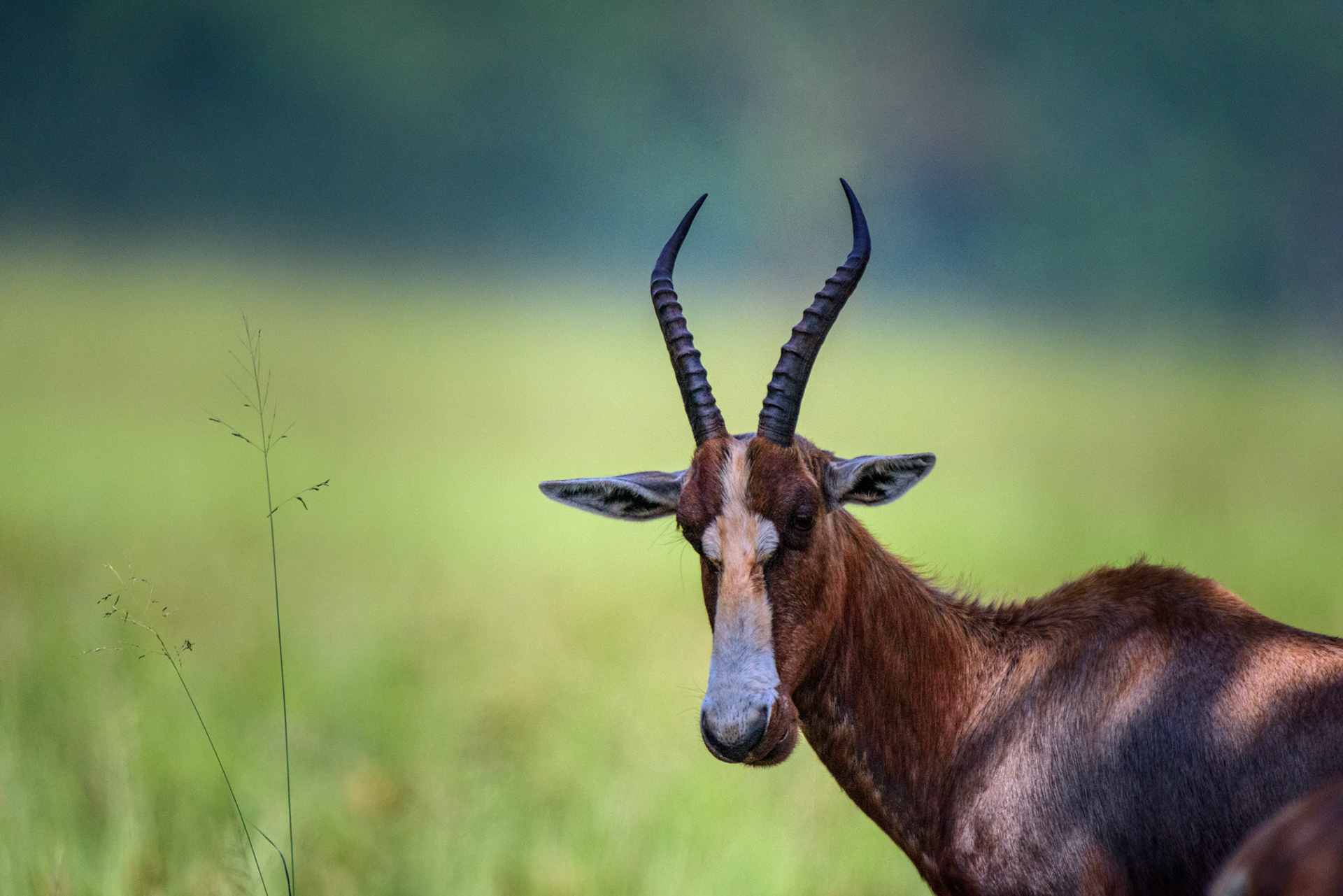 Mbuluzi NP, Lebombo Conservancy, Swaziland