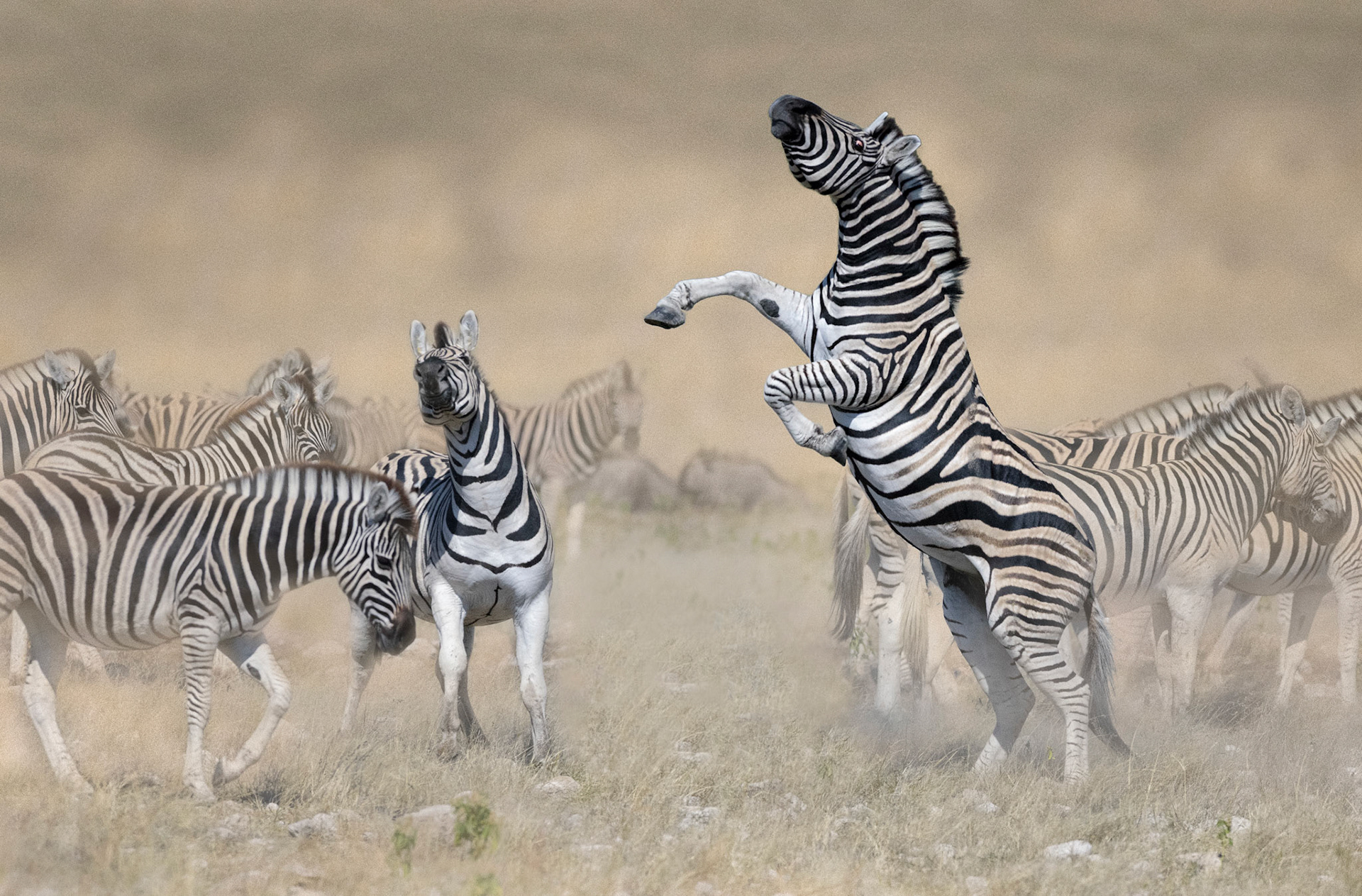Etosha NP, Namibia