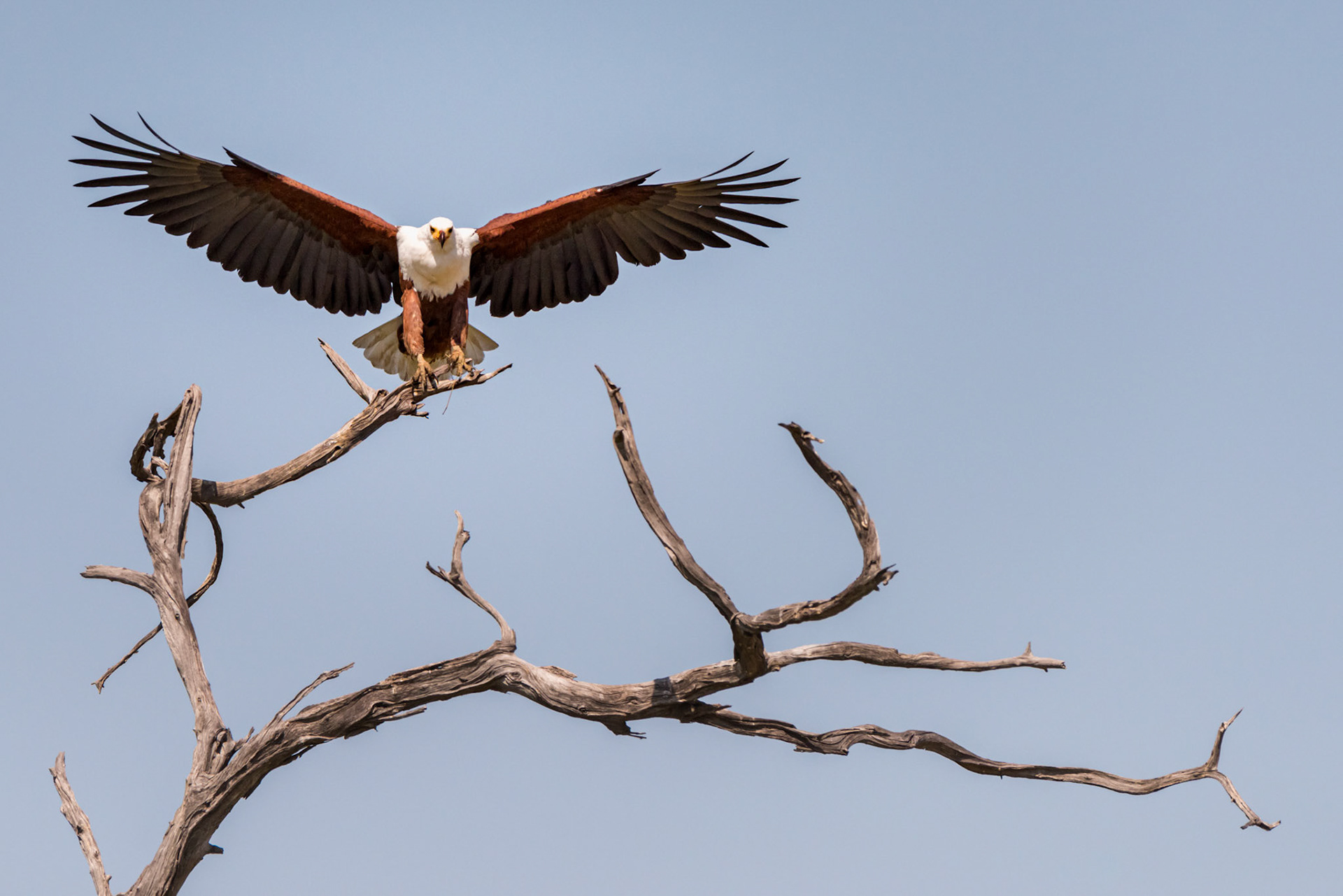 Moremi GR, Botswana